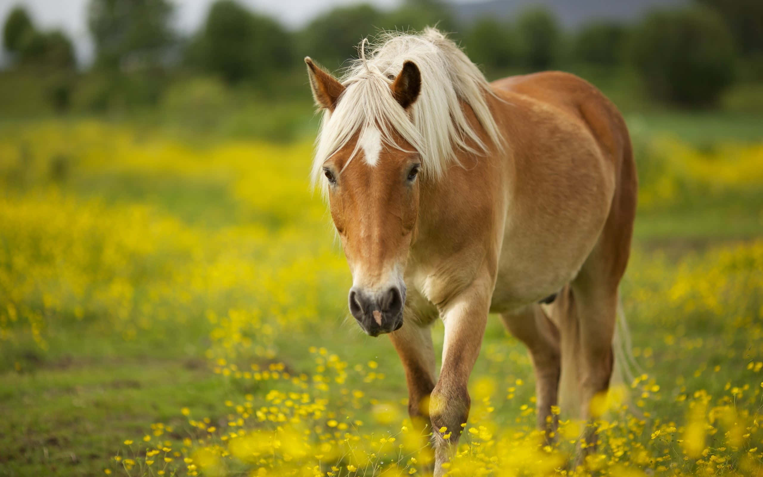 palomino horse, yellow flower field, light brown horse, 2K Desktop Wallpaper