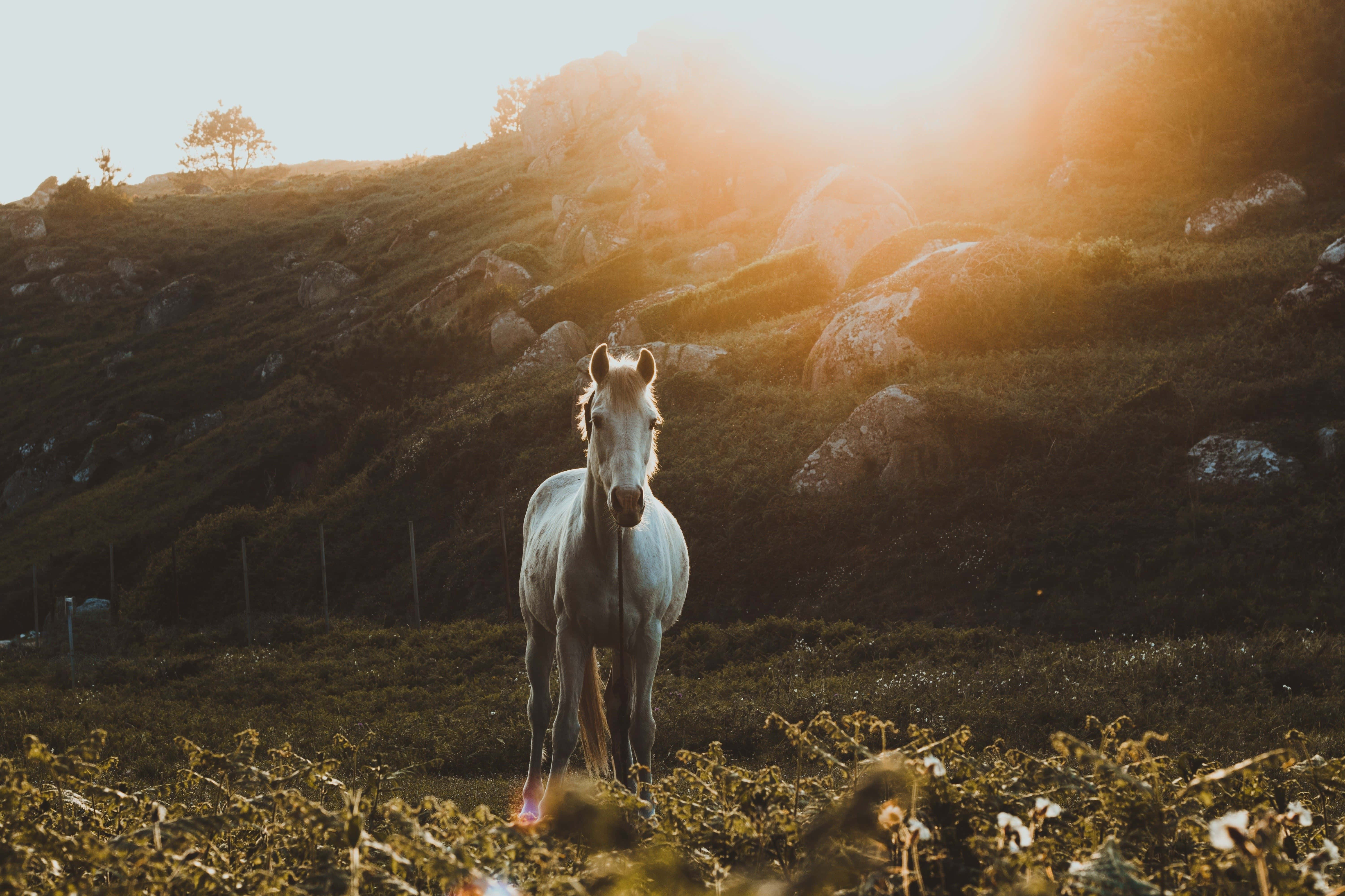 sunset, horse, hillside, 5K Desktop Wallpaper