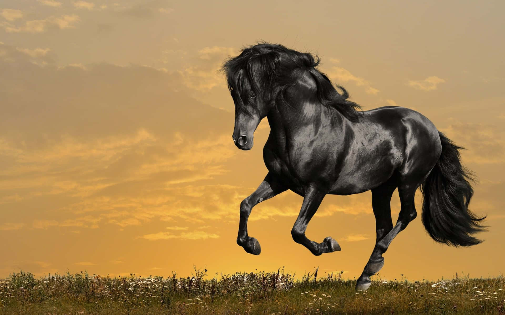 majestic black horse, galloping, sunset, Full HD Desktop Wallpaper