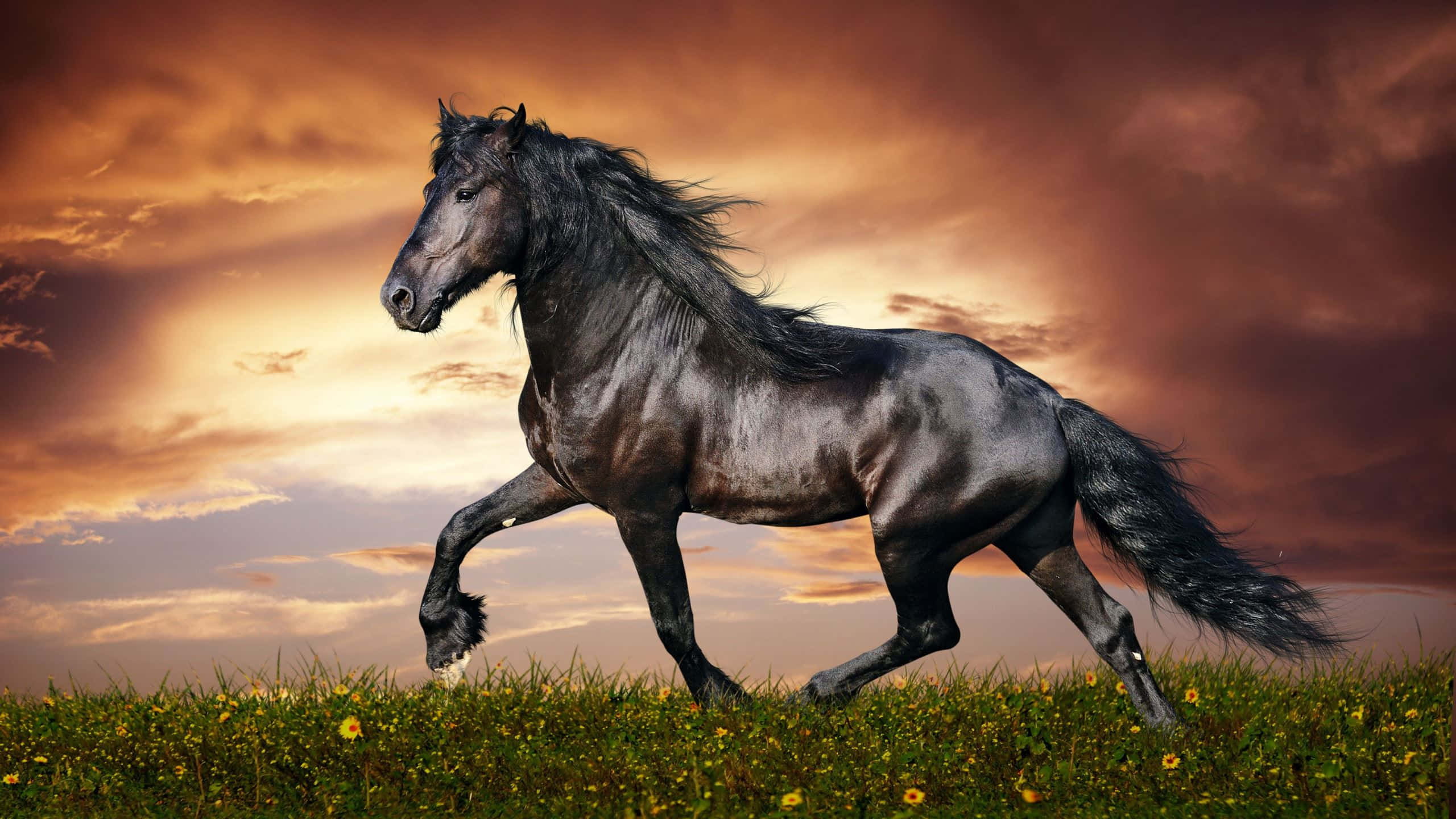 majestic black horse, galloping, sunlit meadow, 2K Desktop Wallpaper