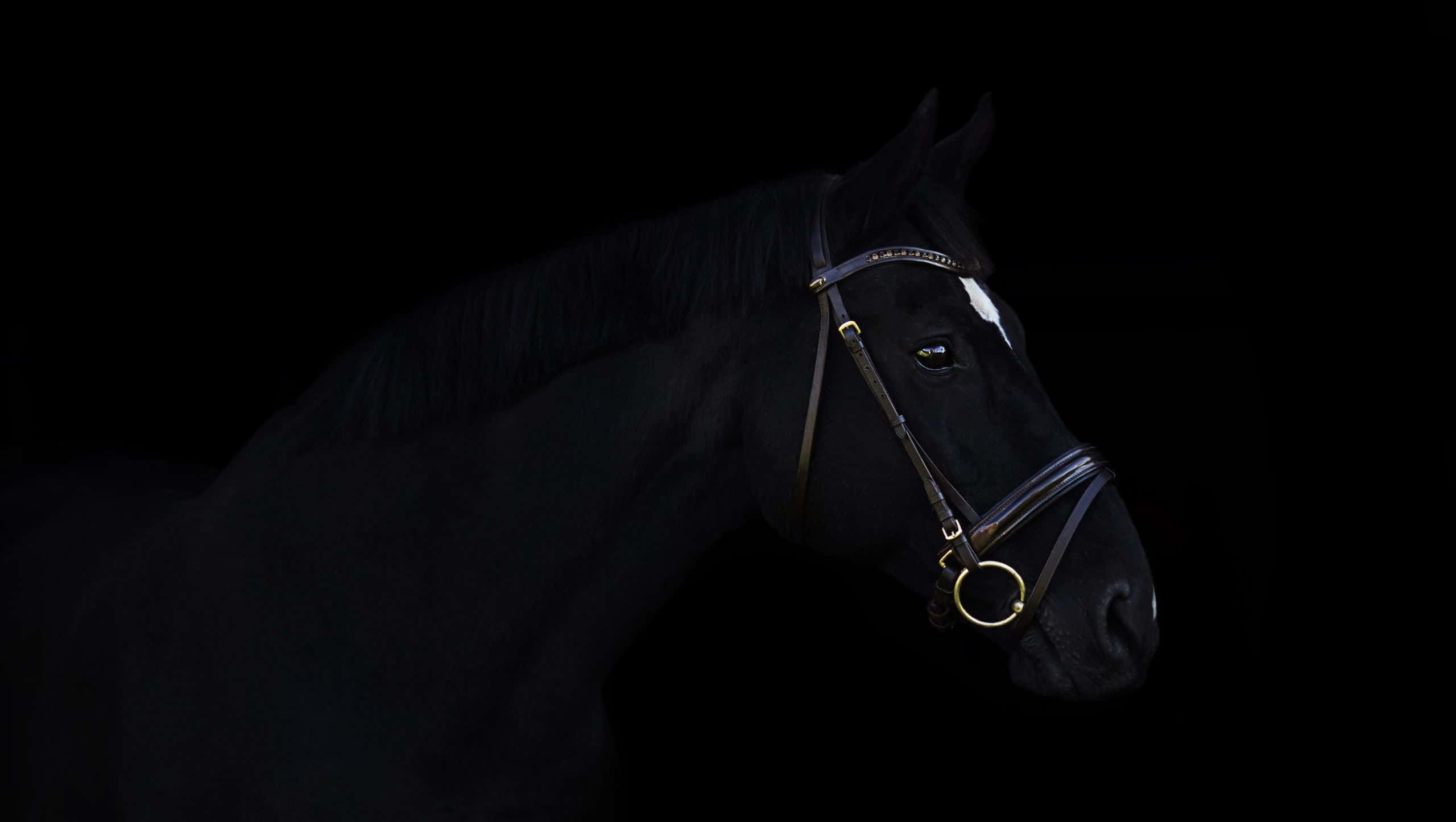 majestic black horse, white blaze, gold bridle, 2K Desktop Wallpaper