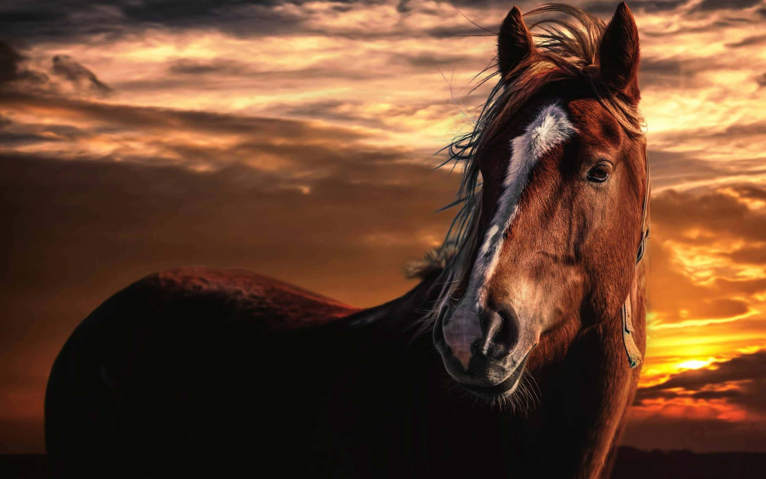 majestic horse, brown horse, white blaze, 2K Desktop Wallpaper