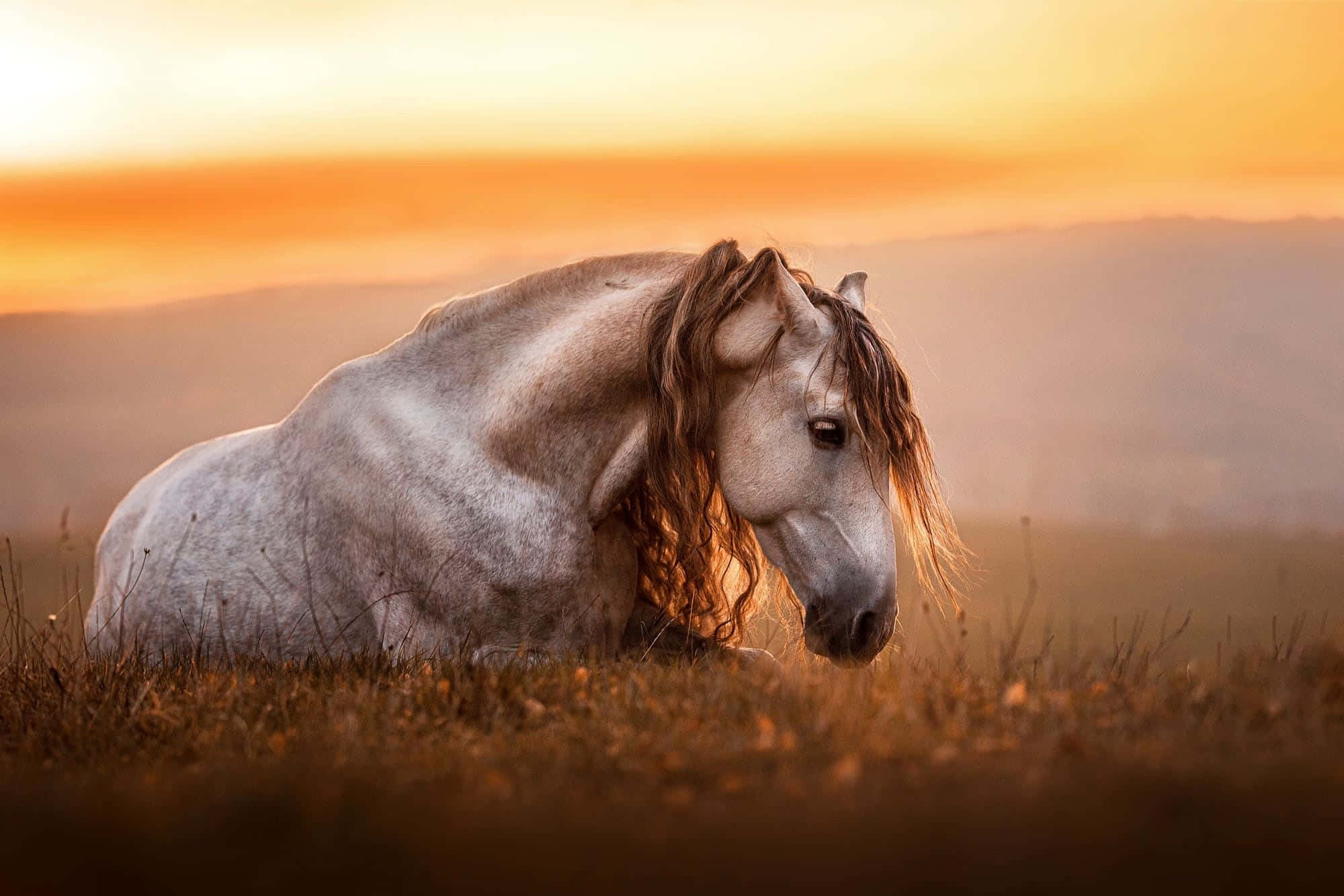 serene sunset horse portrait, white horse, flowing mane, Full HD Desktop Wallpaper