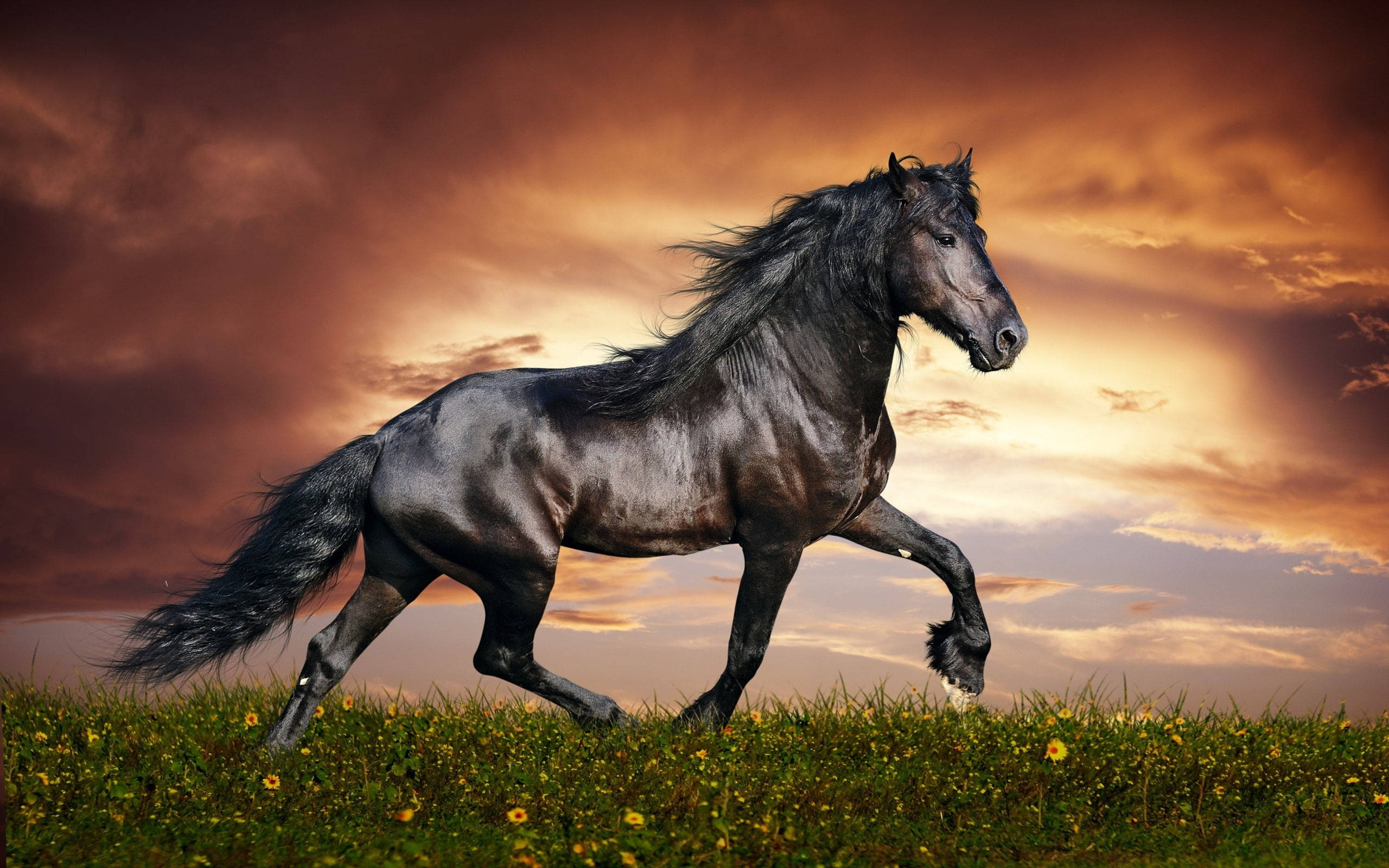 black horse, sunlit meadow, orange and gold sunset sky, 2K Desktop Wallpaper
