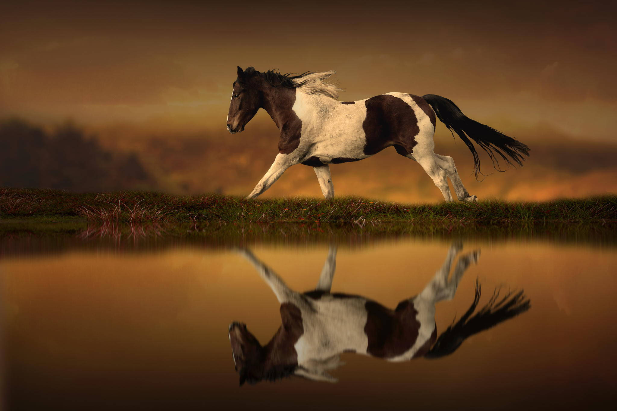 pinto horse, grassy bank, sunset, Full HD Desktop Wallpaper