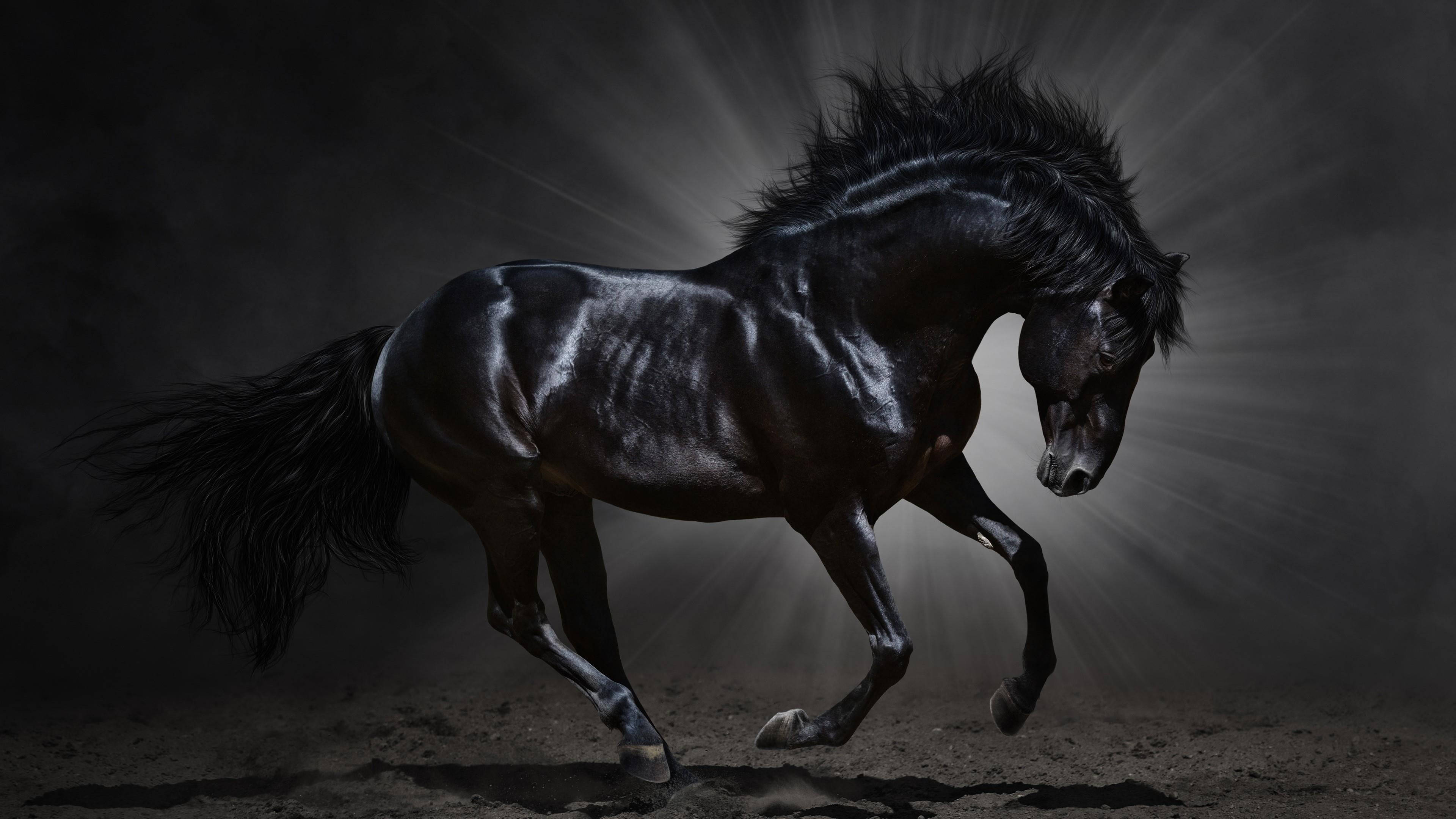 black horse, glossy coat, dramatic backlighting, 4K Desktop Wallpaper