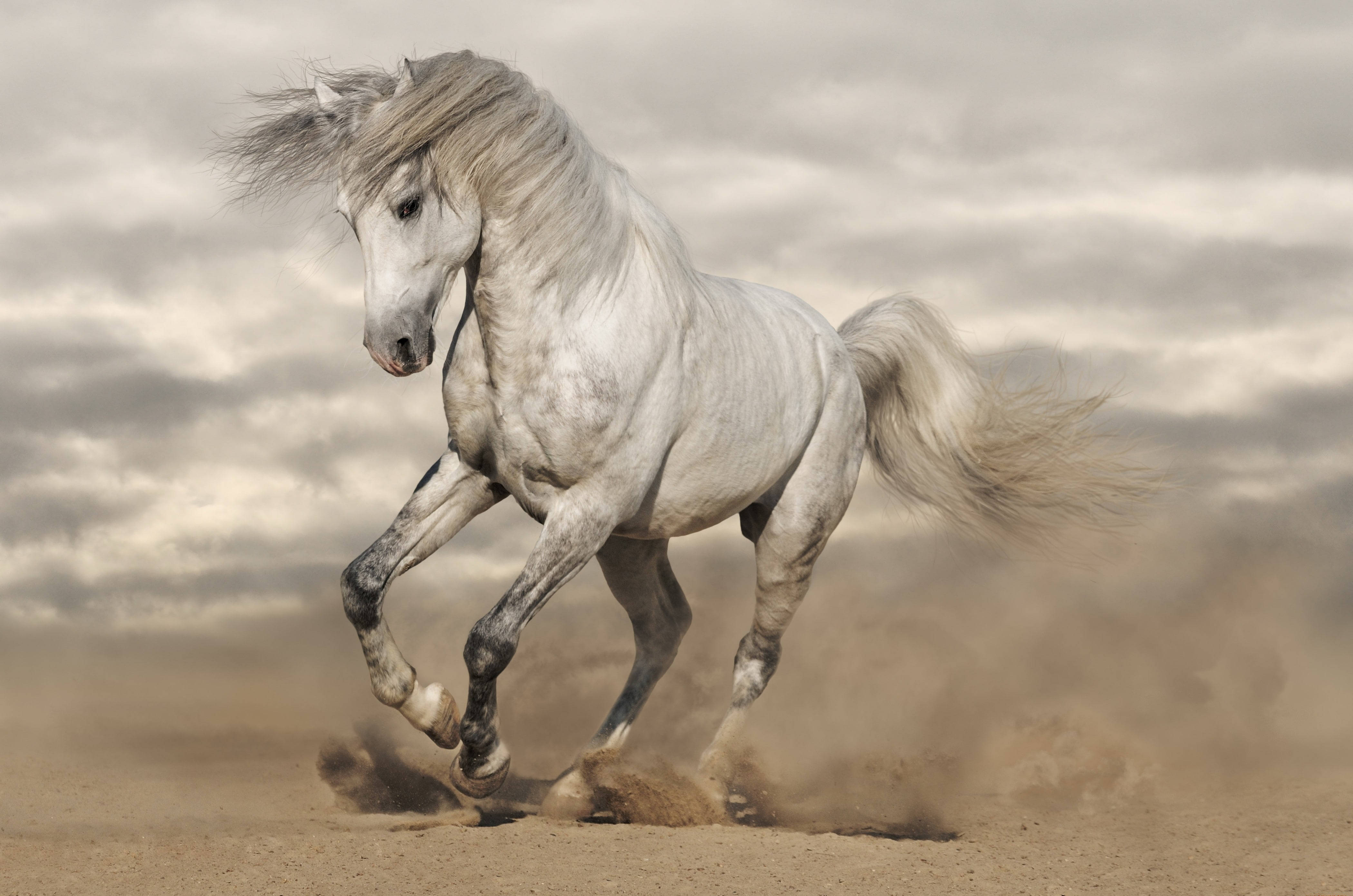 dirty white running horse, white horse, dusty terrain, 4K Desktop Wallpaper