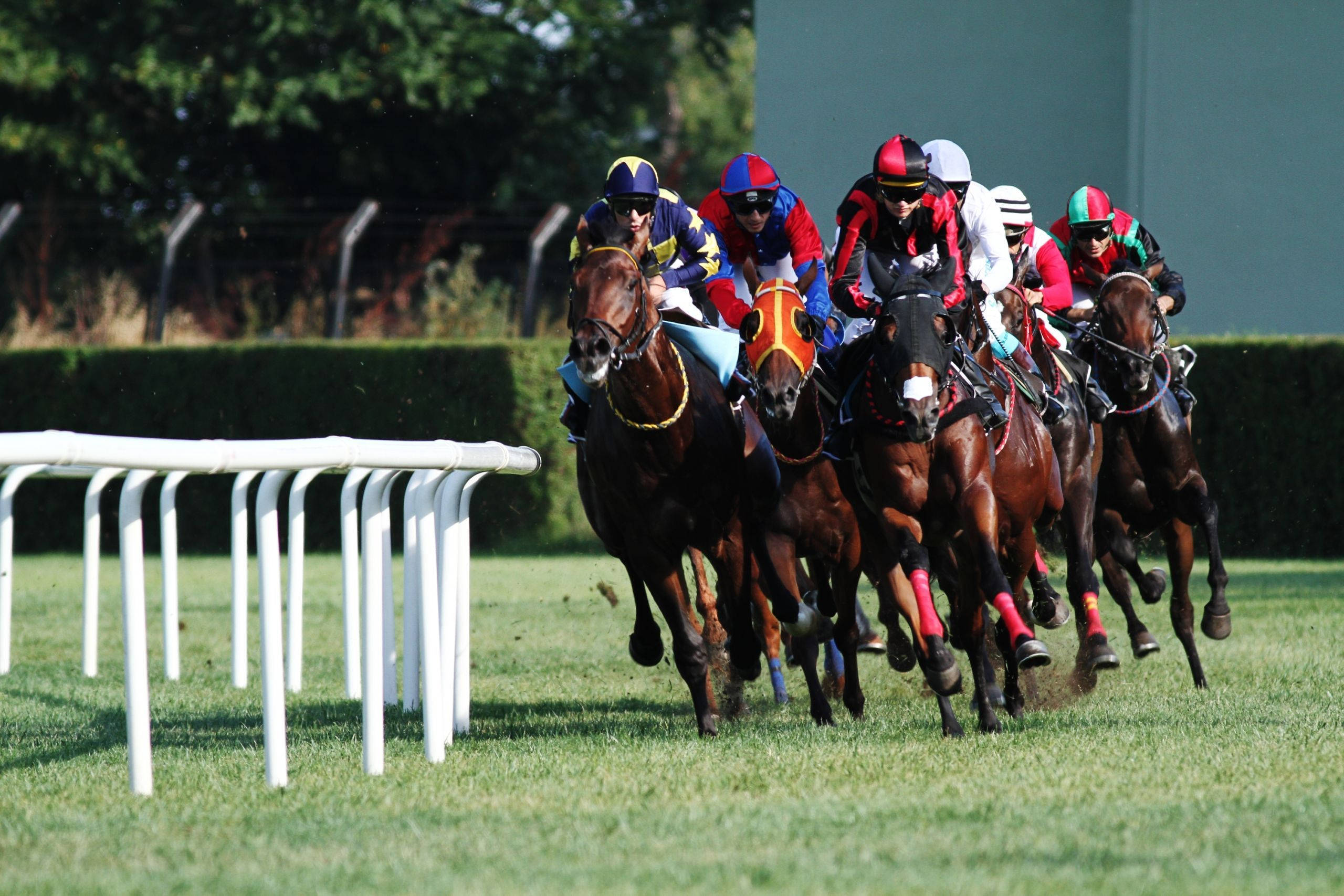 horse racing, jockeys, colorful silks, 2K Desktop Wallpaper