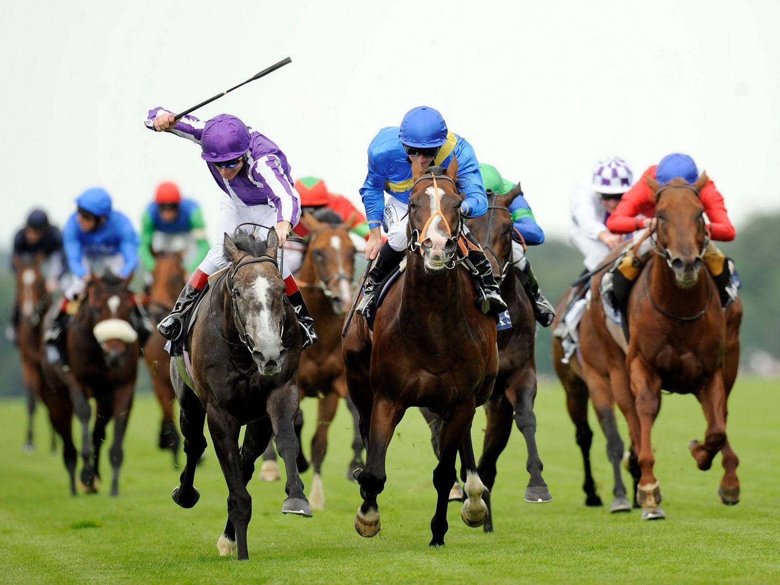 legendary horses, colorful silks, vibrant green turf track, HD Desktop Wallpaper