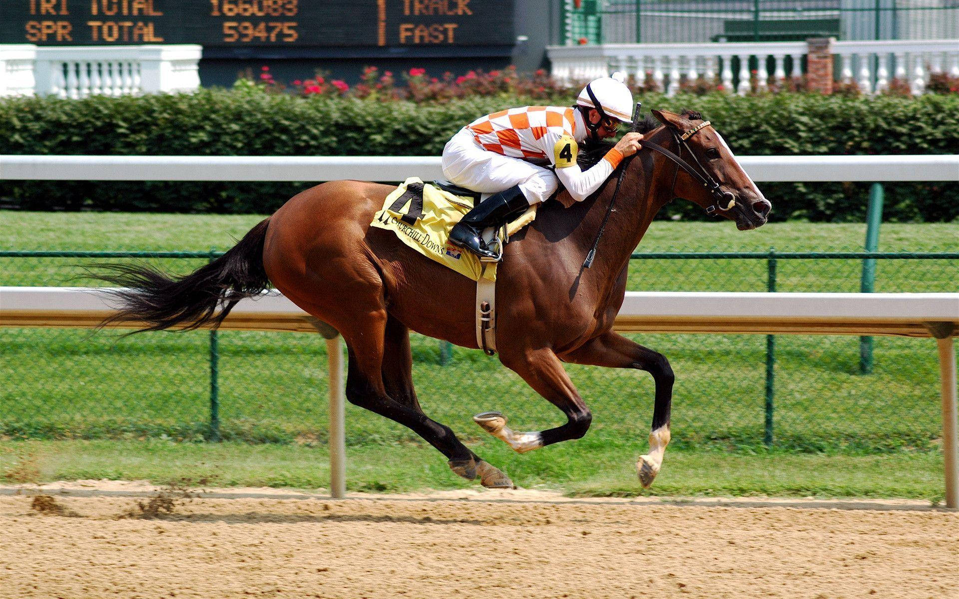 orange and white checkered silks, chestnut racehorse, sunlit dirt track, Full HD Desktop Wallpaper