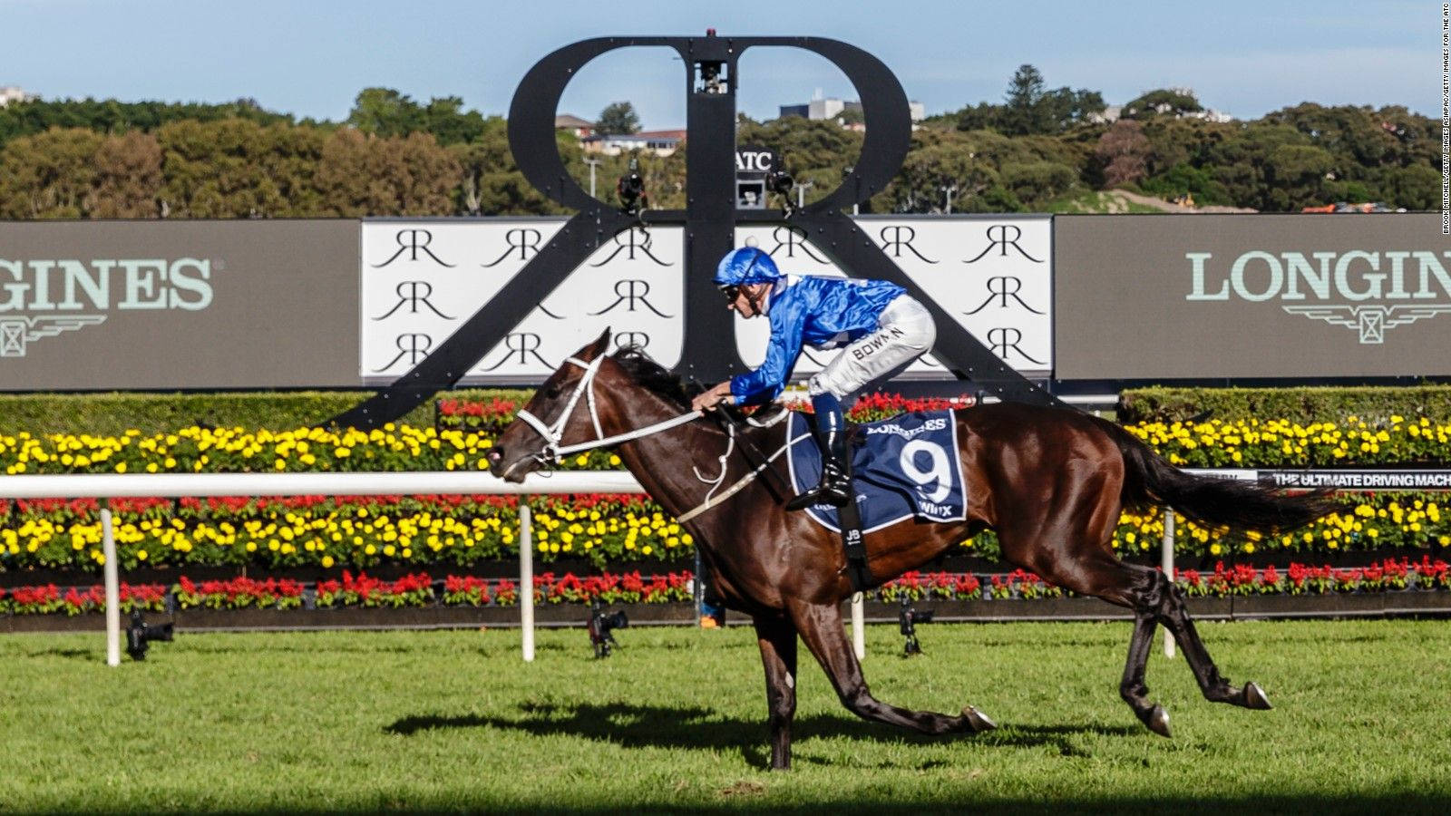 horse racing field, yellow flowers, jockey in blue, HD Desktop Wallpaper