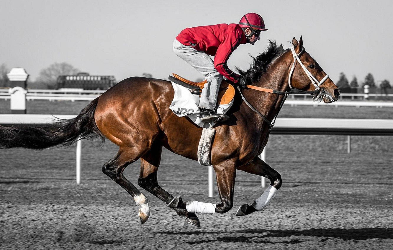 jockey, red, chestnut racehorse, HD Desktop Wallpaper