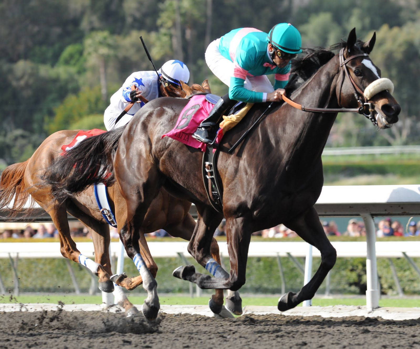 horse racing, black and brown horse, jockeys, HD Desktop Wallpaper