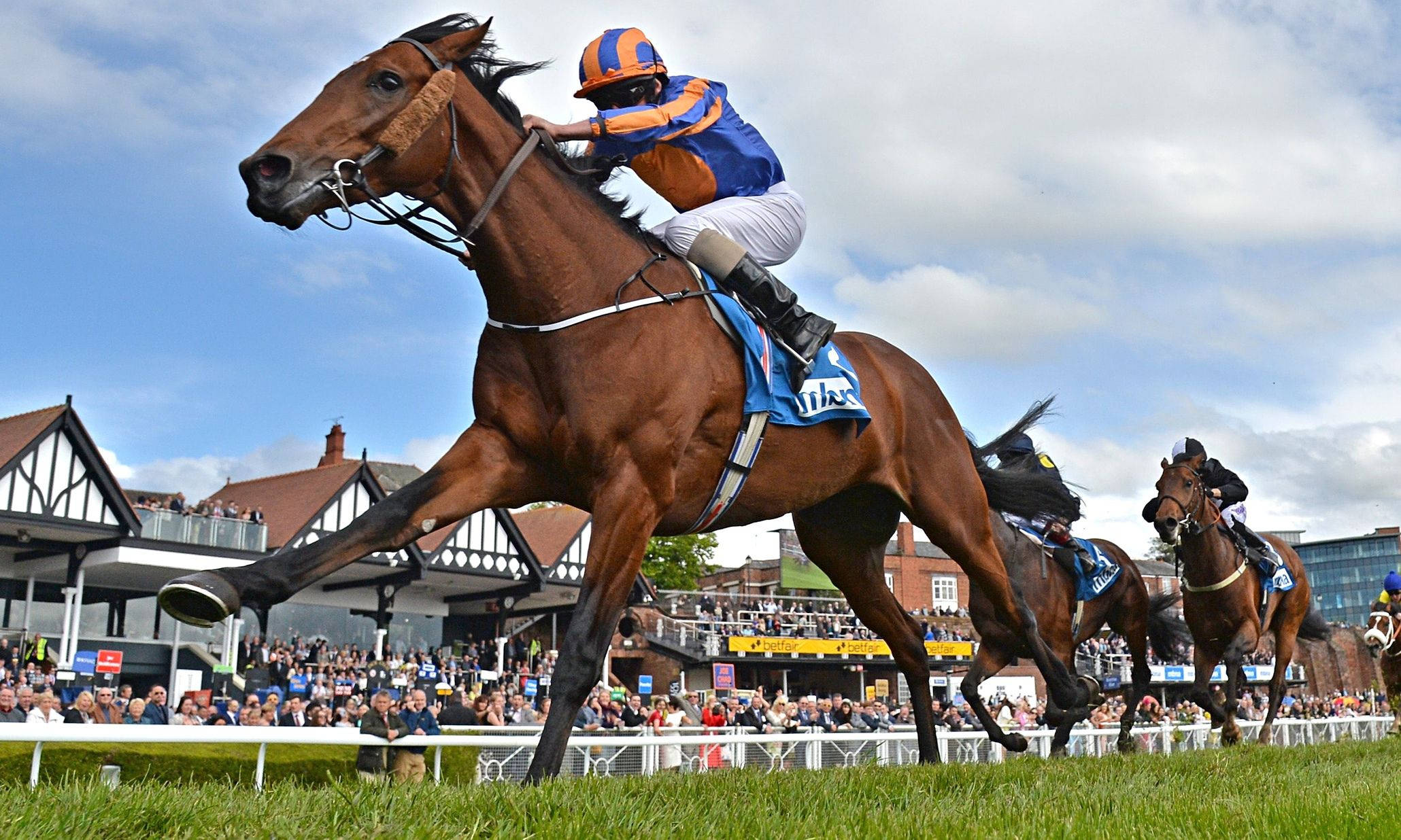 blue and orange, brown racehorse, sunlit horse race track, Full HD Desktop Wallpaper