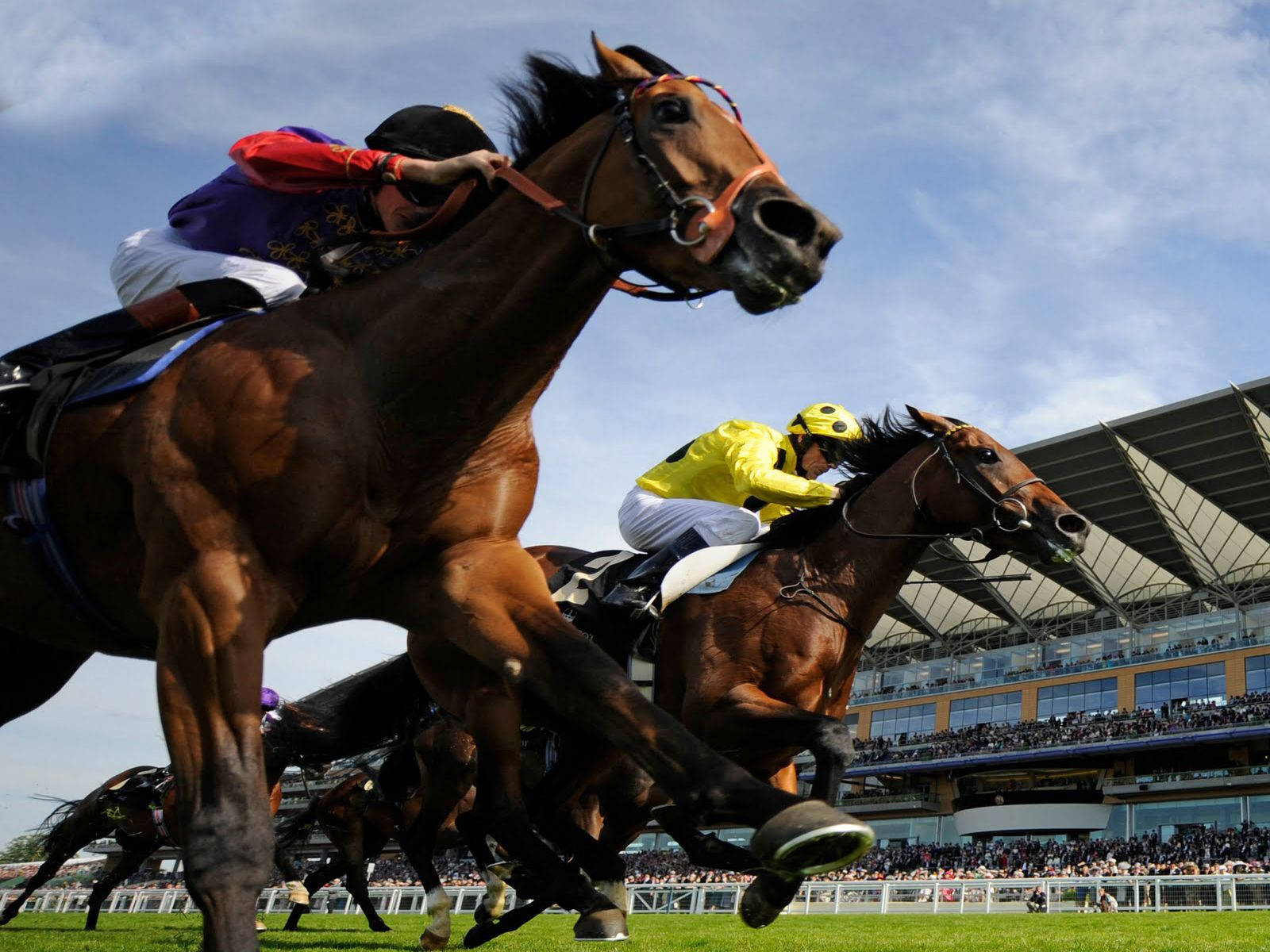 horse racing, jockeys, colorful silks, HD Desktop Wallpaper