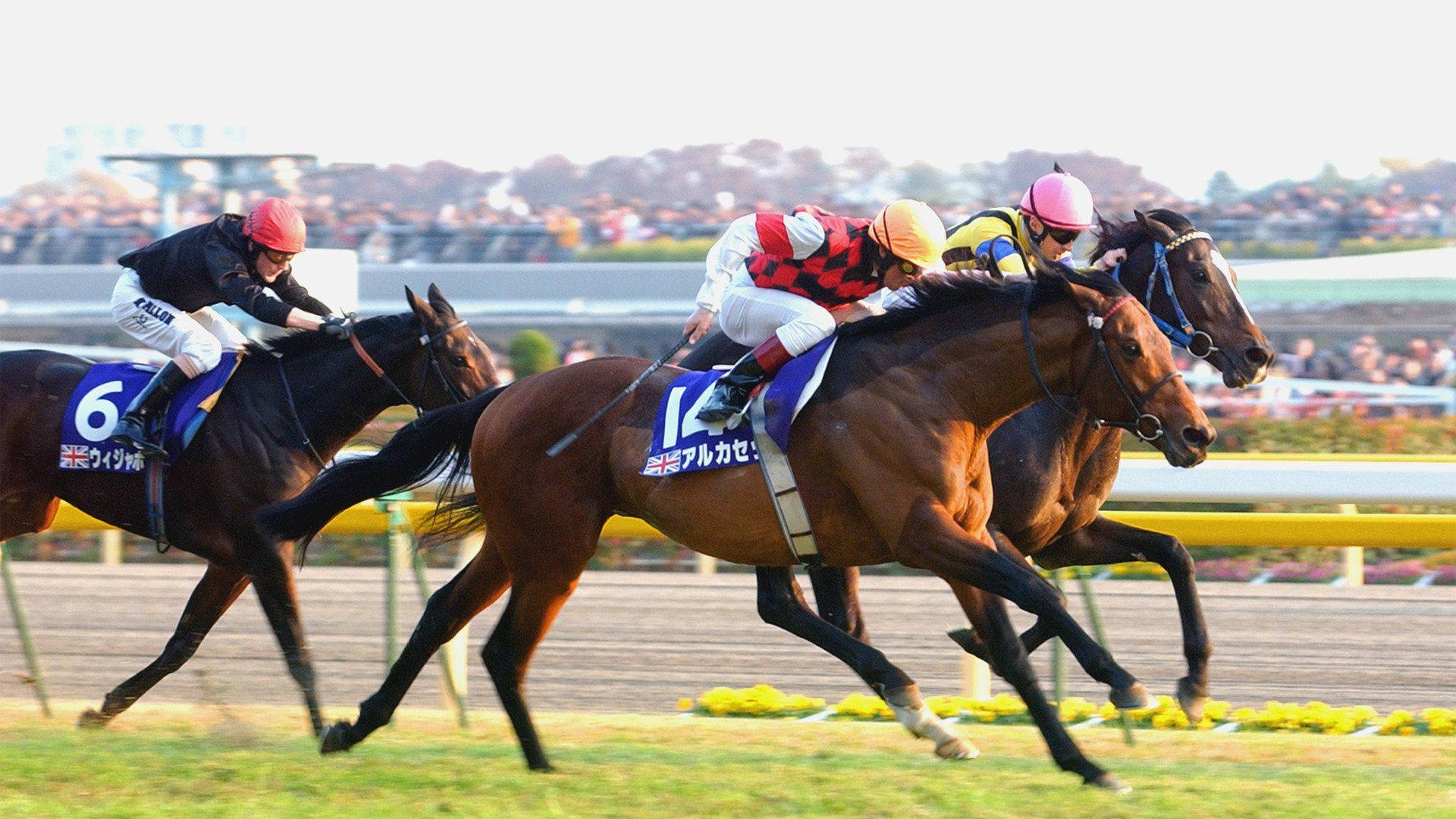 horse racing, bright day, jockeys, Full HD Desktop Wallpaper