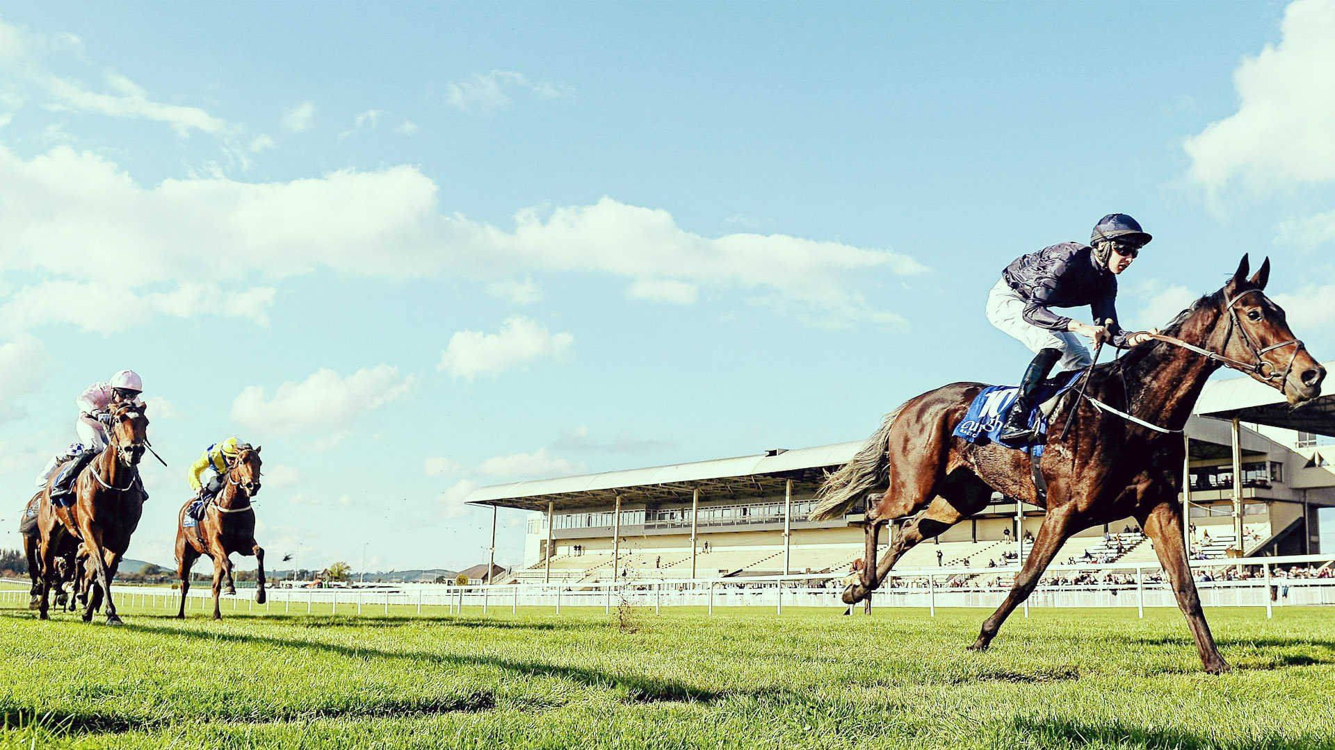horse racing, sunny day, sunlit grass track, Full HD Desktop Wallpaper