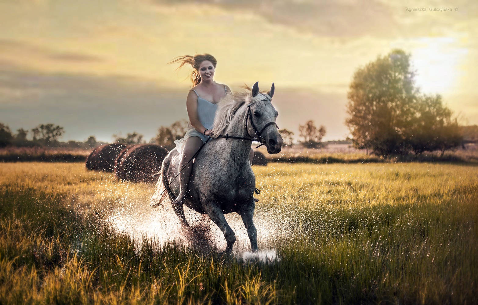 dapple gray horse, golden sunset, shallow stream, HD Desktop Wallpaper