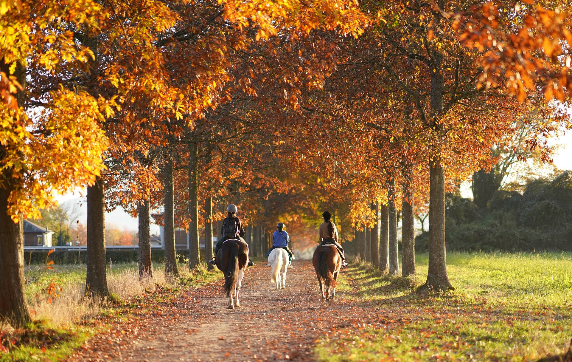 desktop riding horses, leaf-strewn path, fiery orange autumn trees, Full HD Desktop Wallpaper