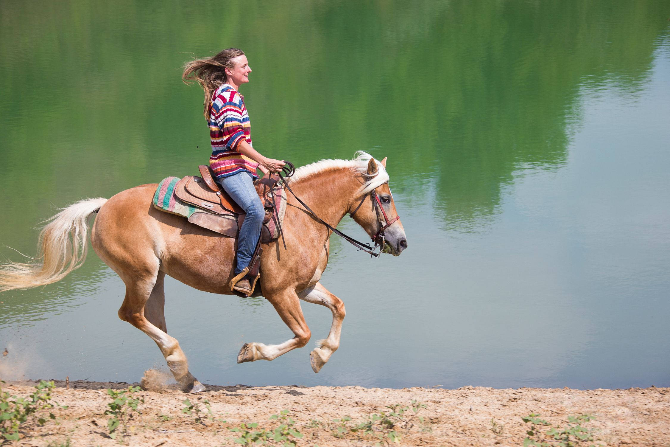 palomino horse, lakeshore, green water, Full HD Desktop Wallpaper