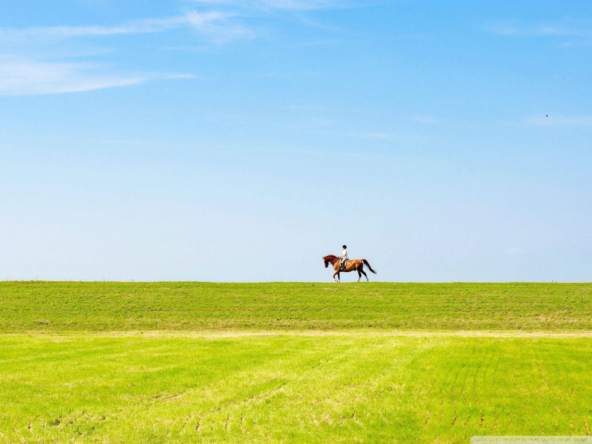 horse riding, chestnut horse, vast green field, Full HD Desktop Wallpaper