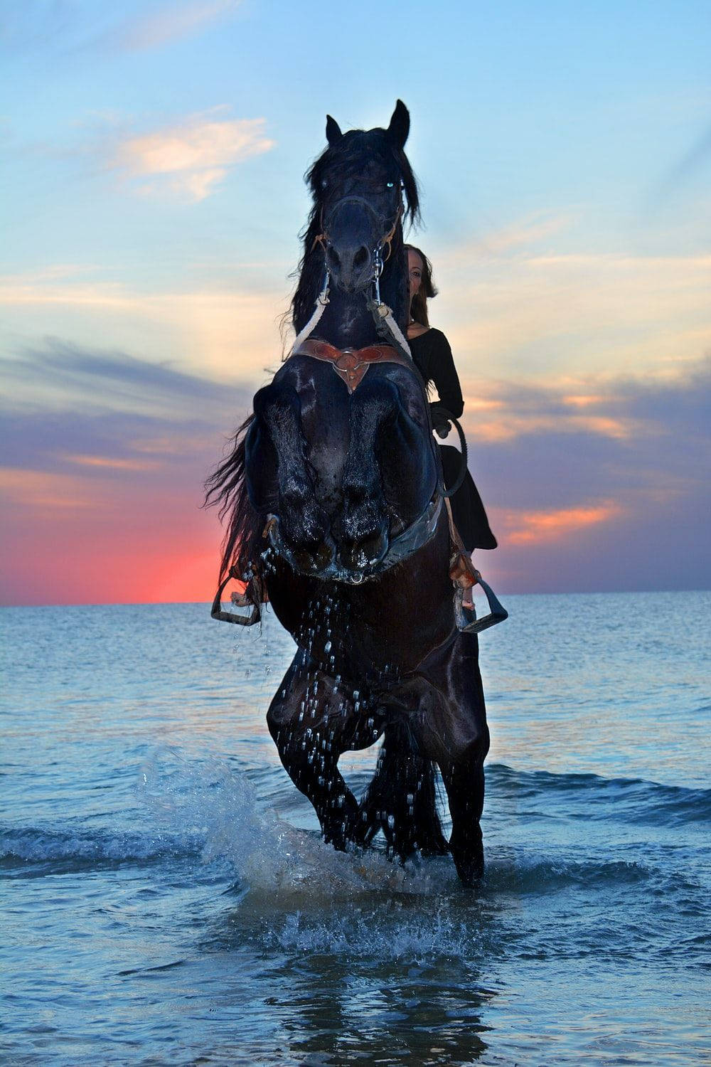 black horse, ocean, sunset, HD Phone Wallpaper