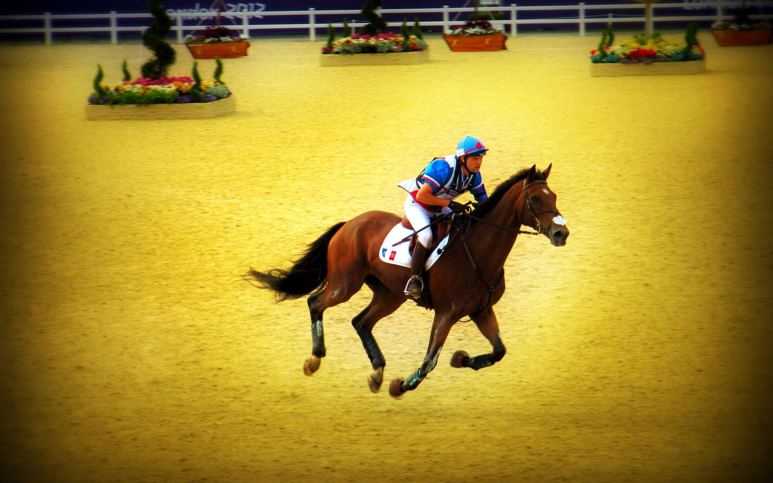 horse riding sports competition, blue and white gear, brown horse, 2K Desktop Wallpaper