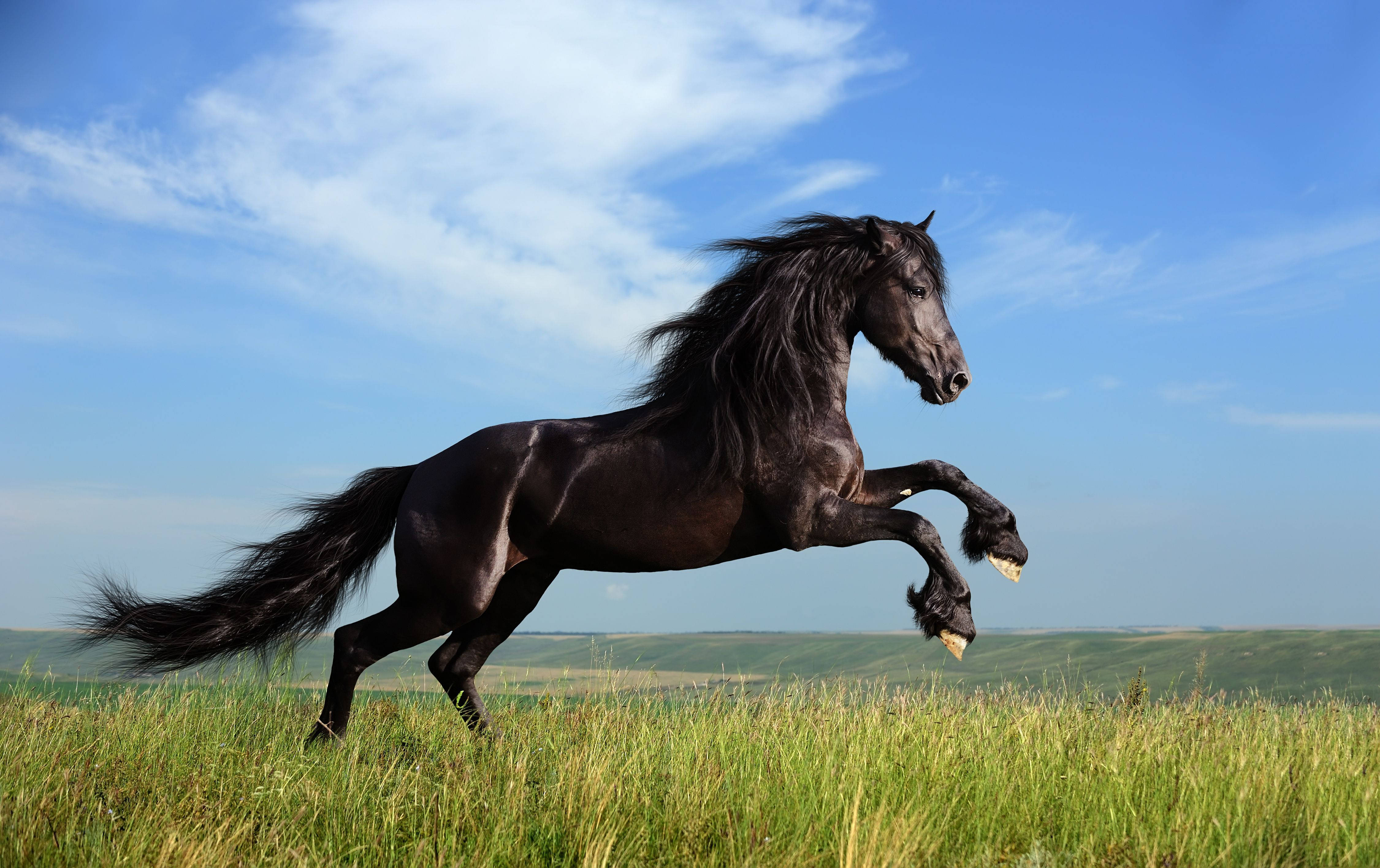 galloping black horse, sunlit green field, bright blue sky, 4K Desktop Wallpaper