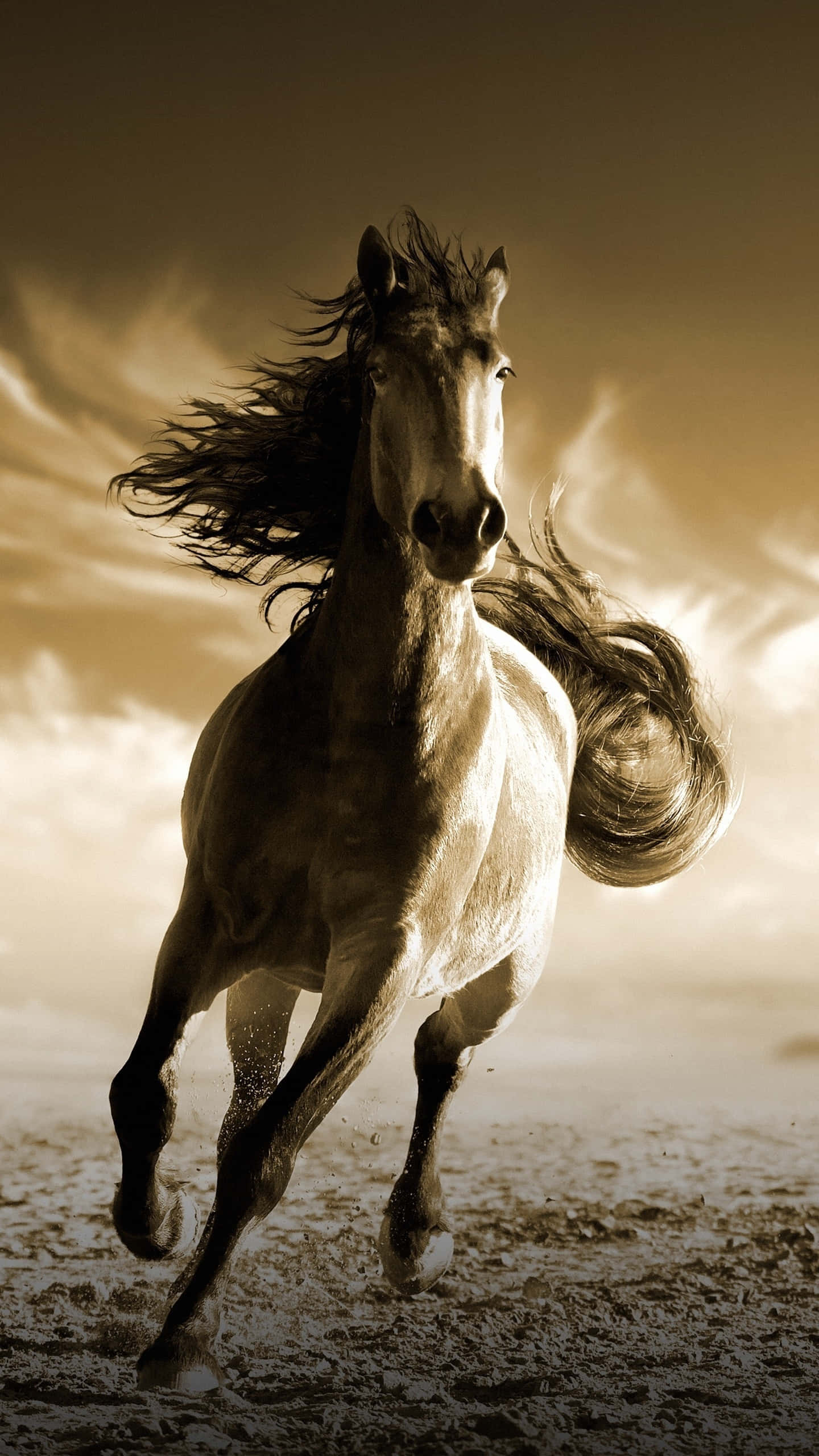 beautiful horse, white horse, golden sky, 2K Phone Wallpaper