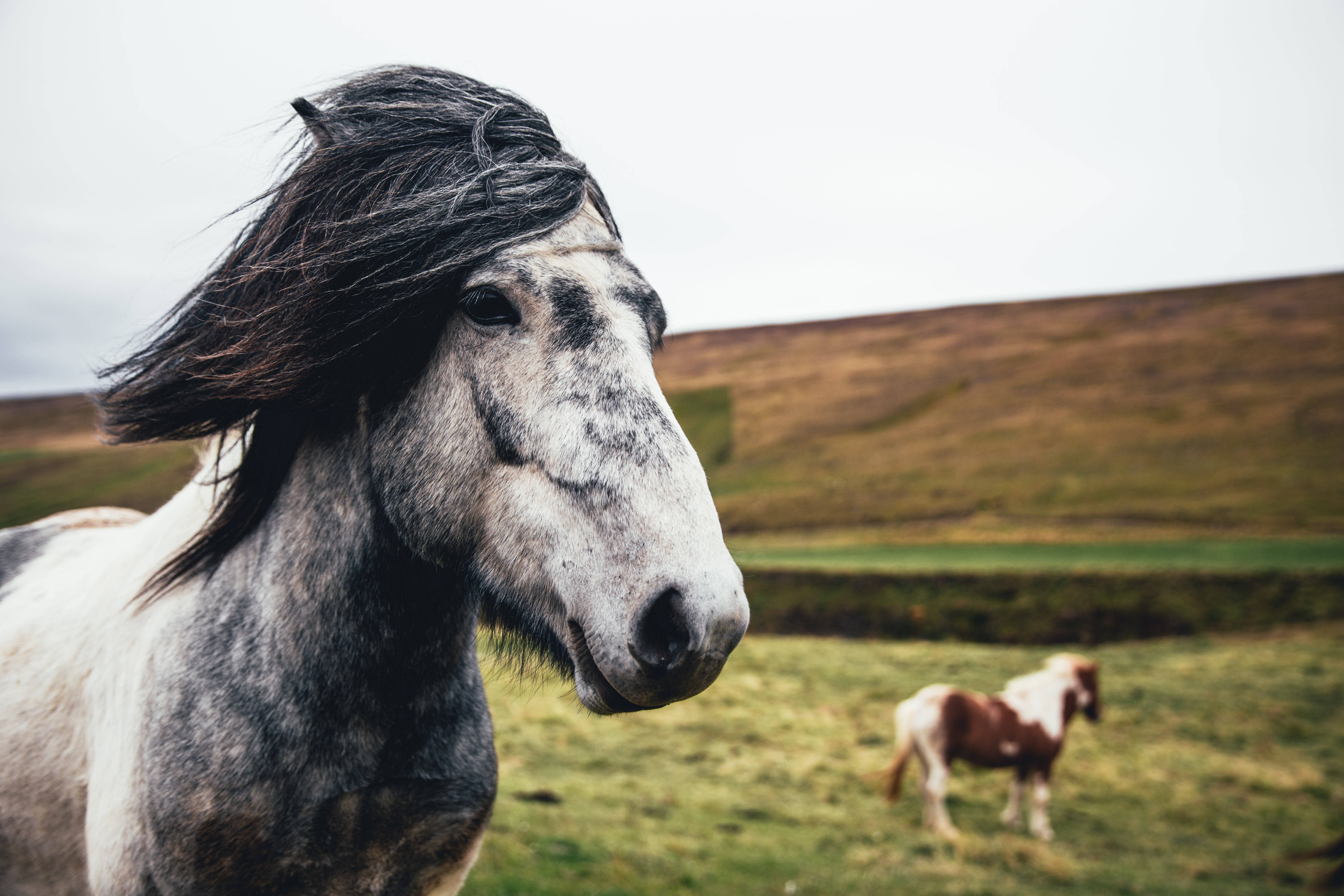 dapple grey horse, flowing dark mane, windswept grassy hillside, 5K Desktop Wallpaper