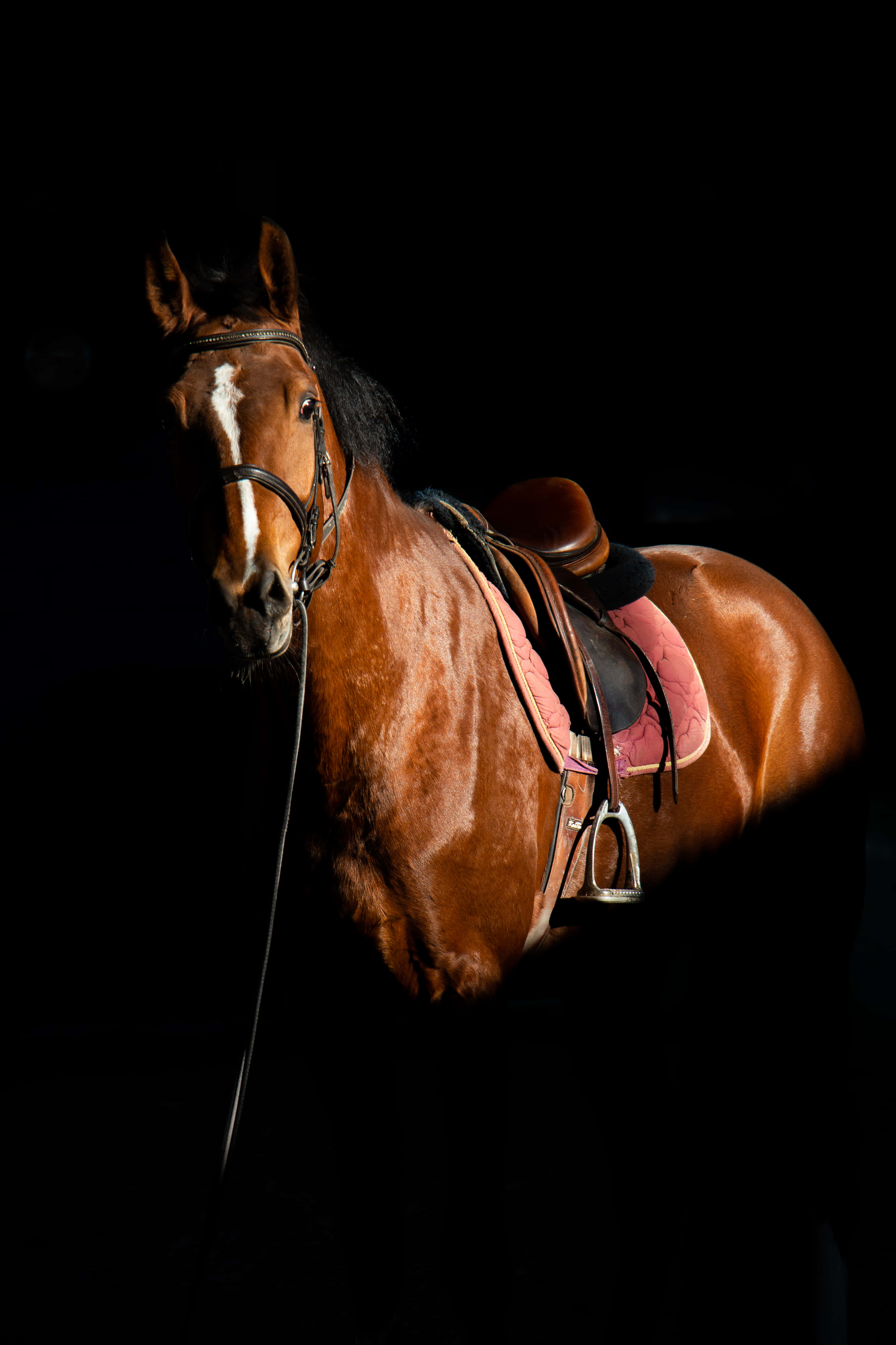 chestnut horse, white blaze, pure black, 5K Phone Wallpaper