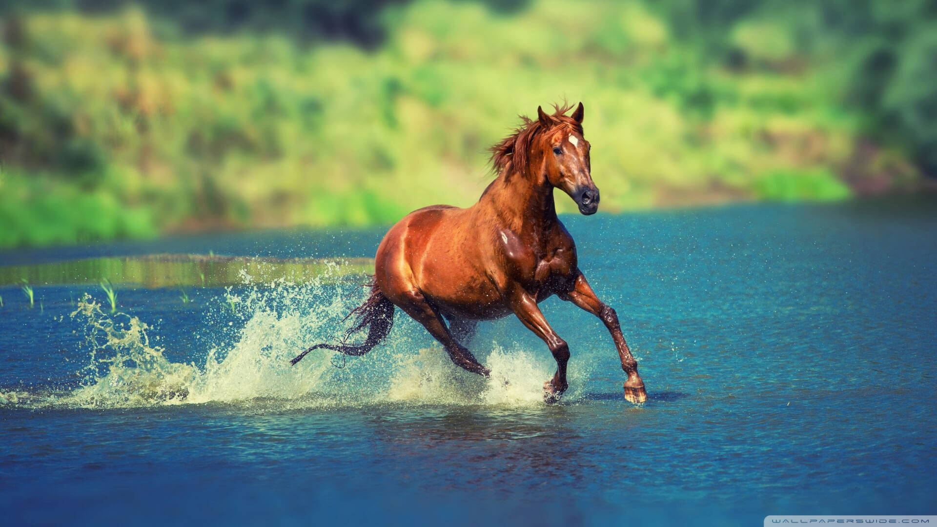 chestnut horse, clear blue water, lush green forest, Full HD Desktop Wallpaper