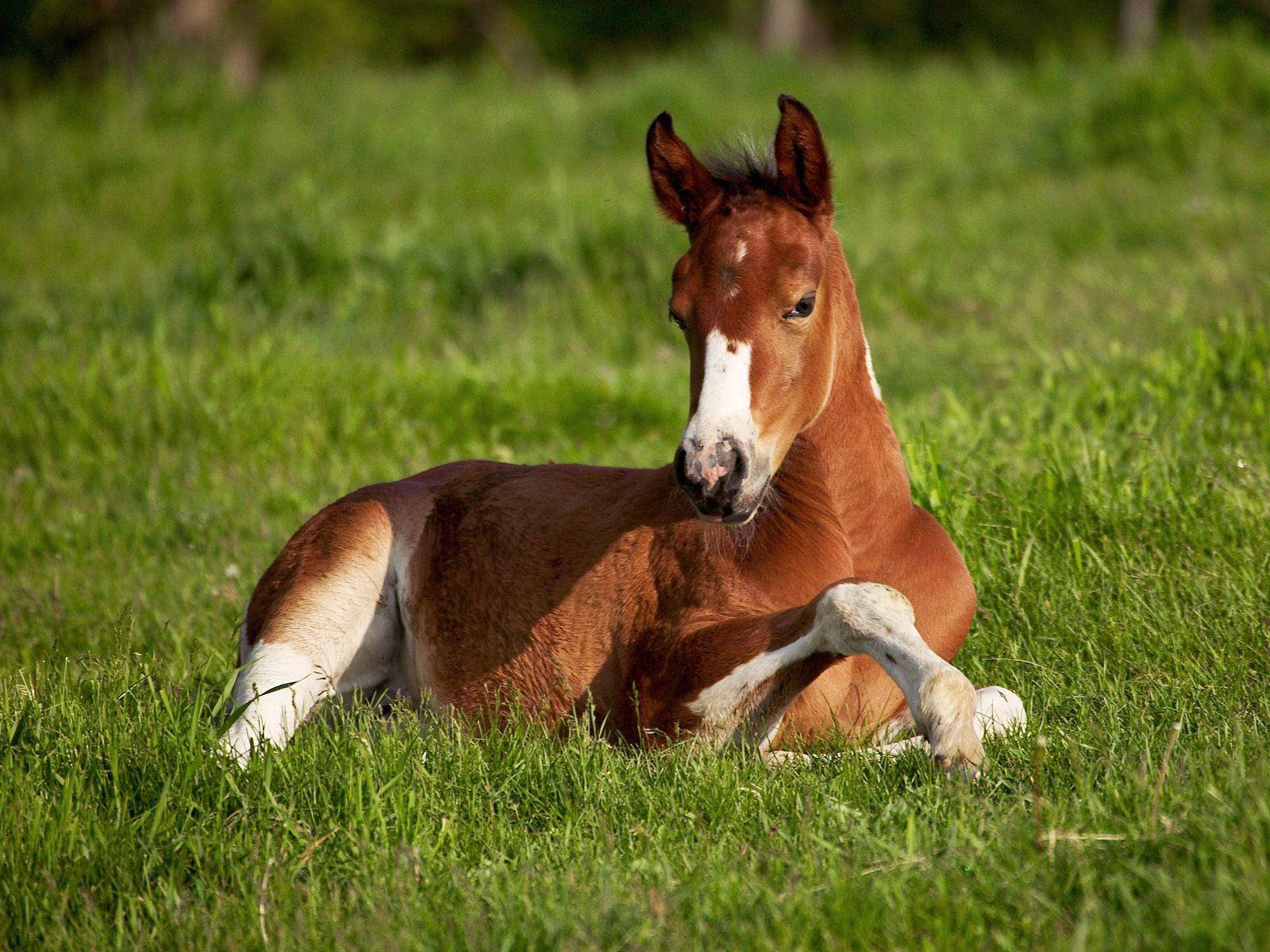 young chestnut foal, white markings, sunlit green meadow, HD Desktop Wallpaper