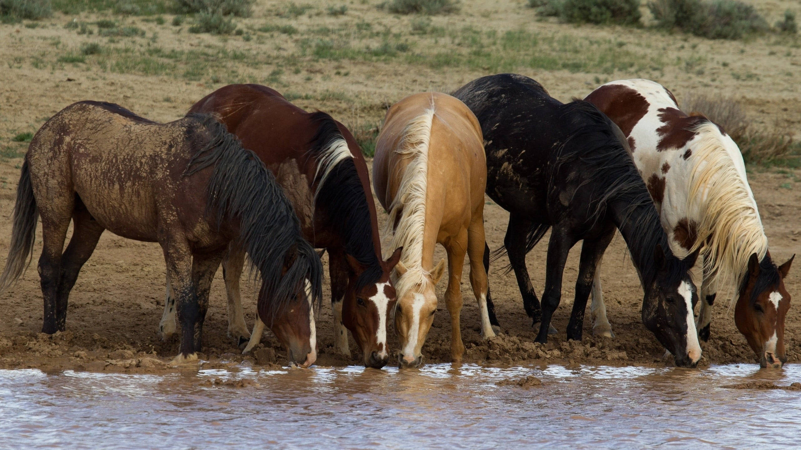 wild horses, muddy waterhole, dry grassland, 2K Desktop Wallpaper