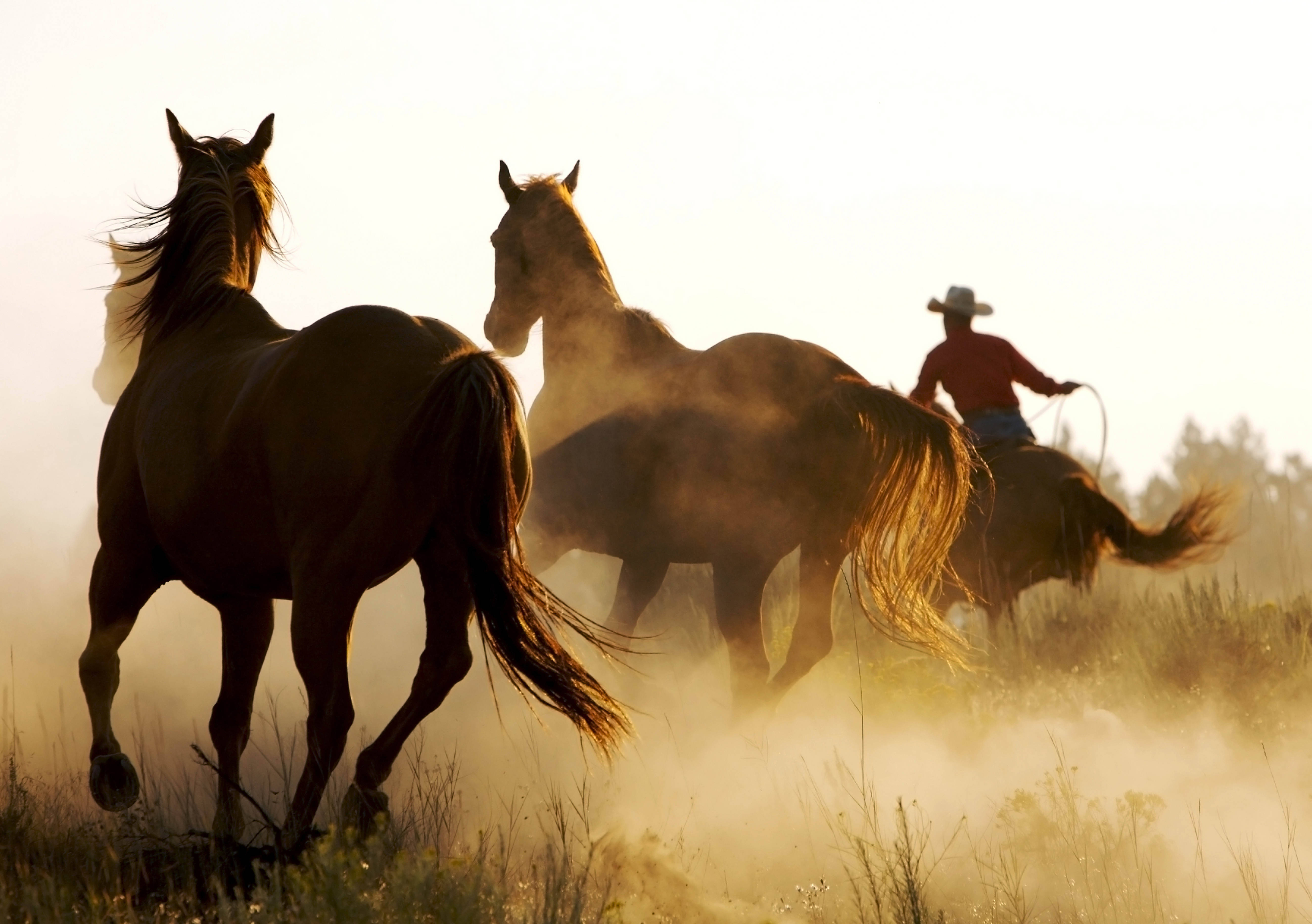 cowboy, horse, dusty field, 5K Desktop Wallpaper
