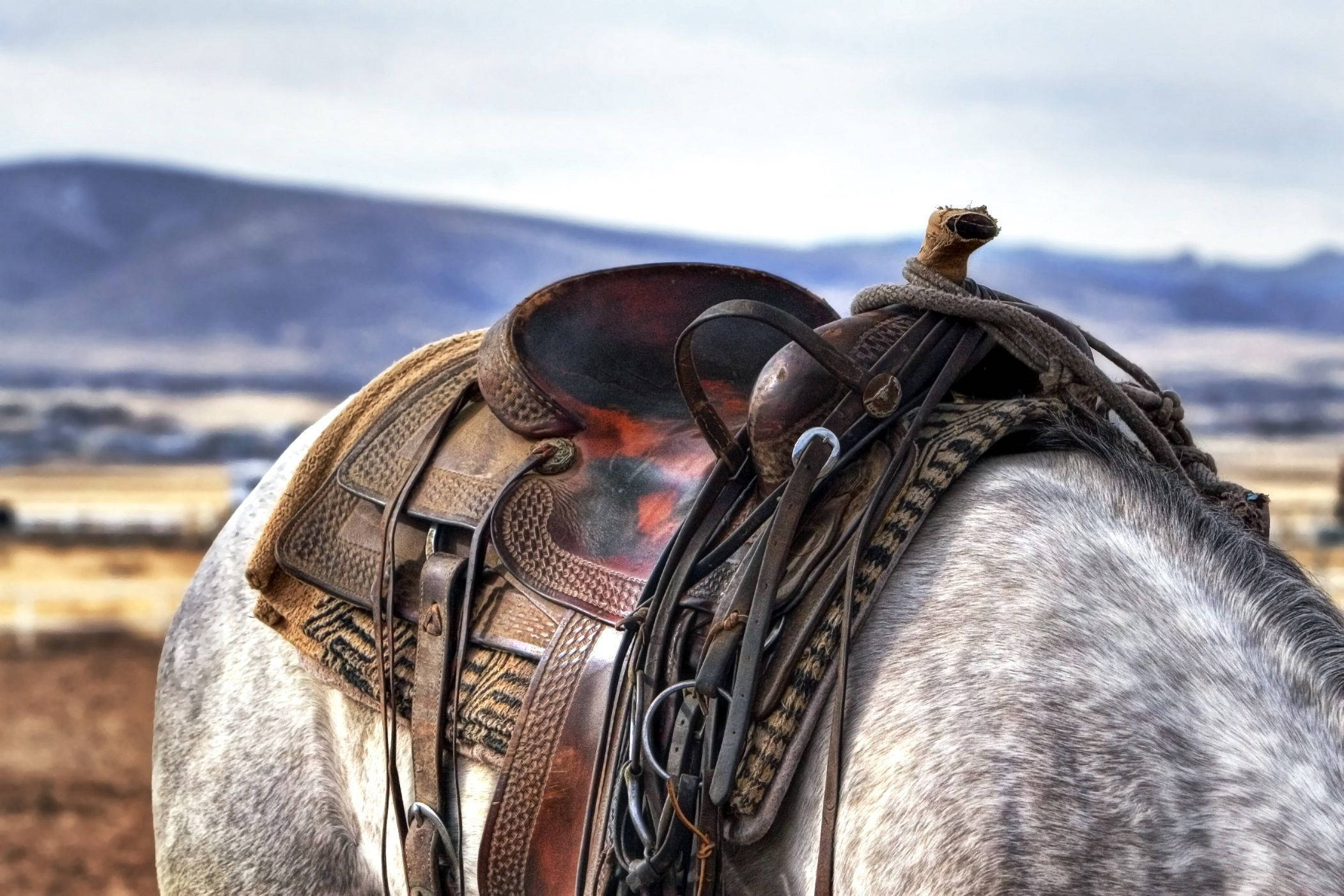 country western white horse saddle, dappled gray horse, weathered leather saddle, Full HD Desktop Wallpaper