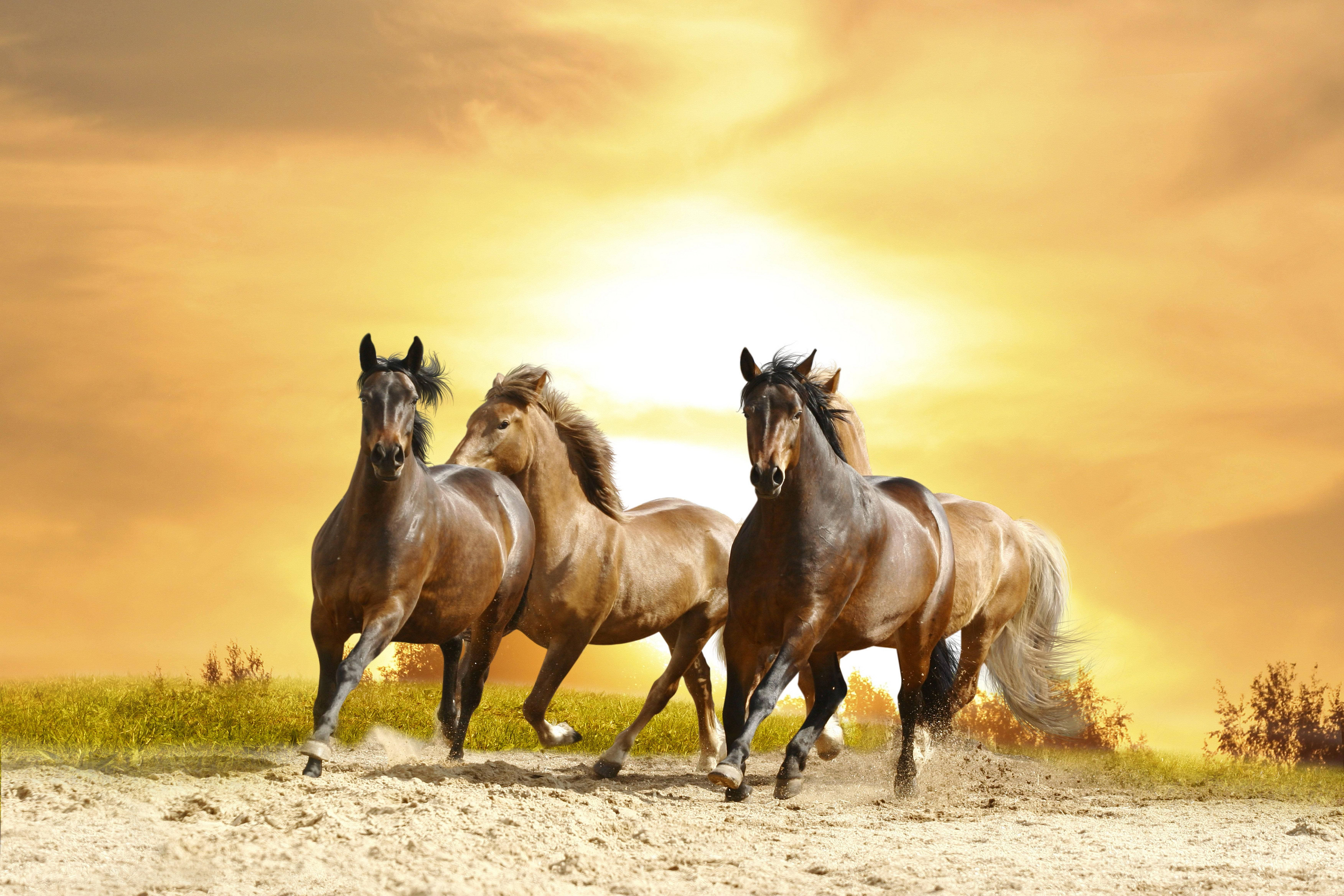 horses, orange sunset, dusty field, 5K Desktop Wallpaper