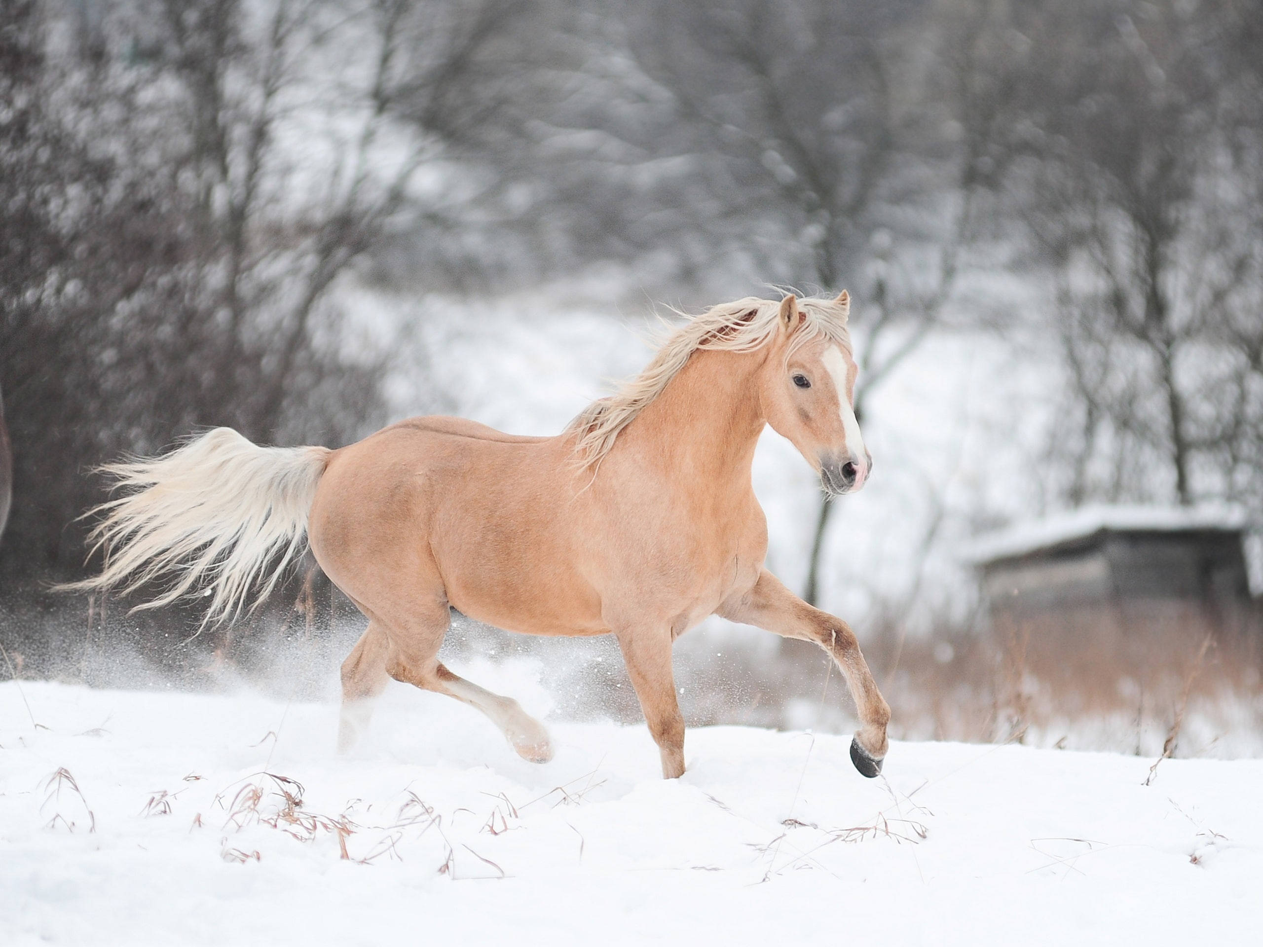 golden palomino, running horse, deep snow, 2K Desktop Wallpaper