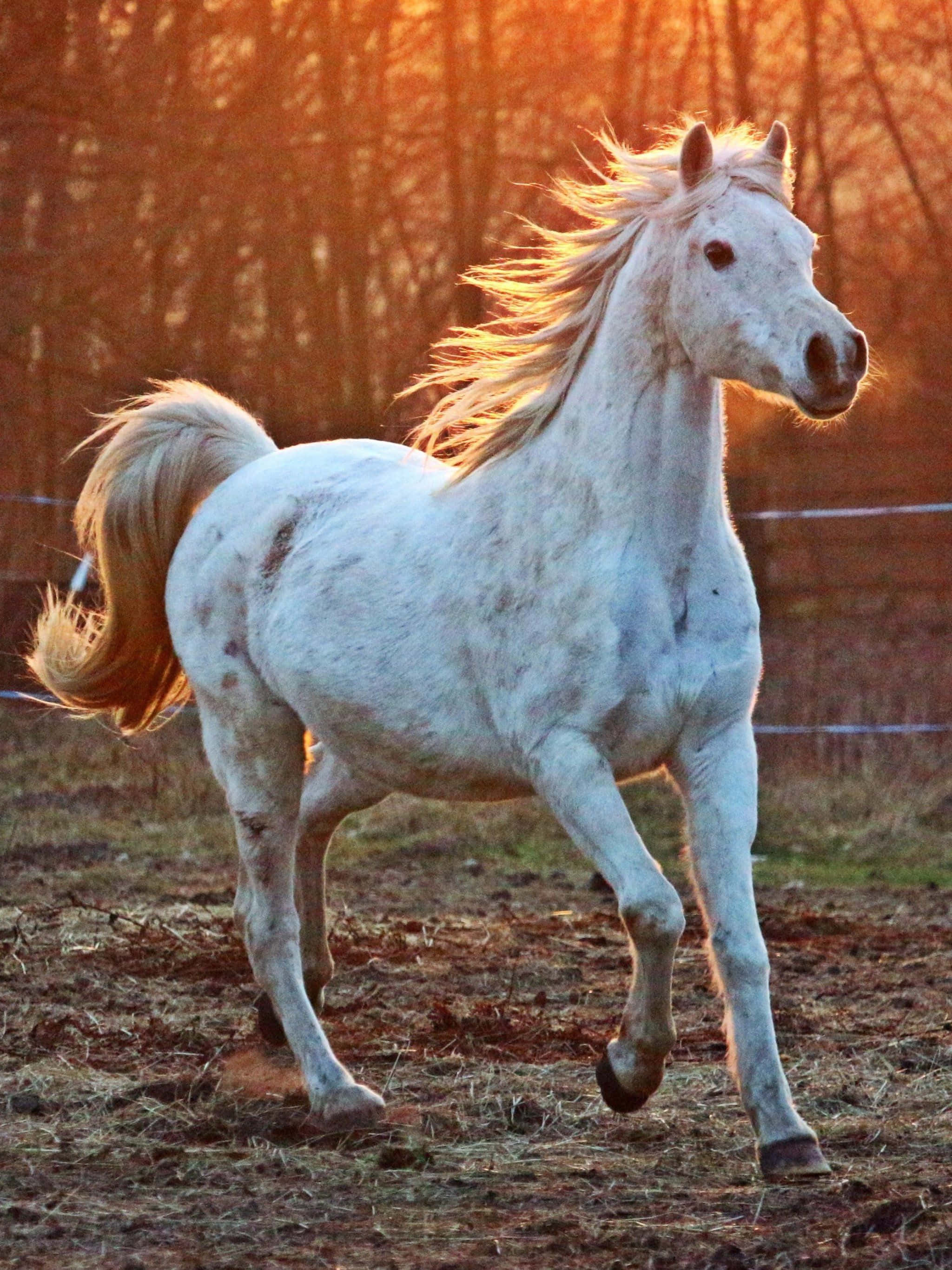 white horse, flowing mane, sunlit field, 2K Phone Wallpaper