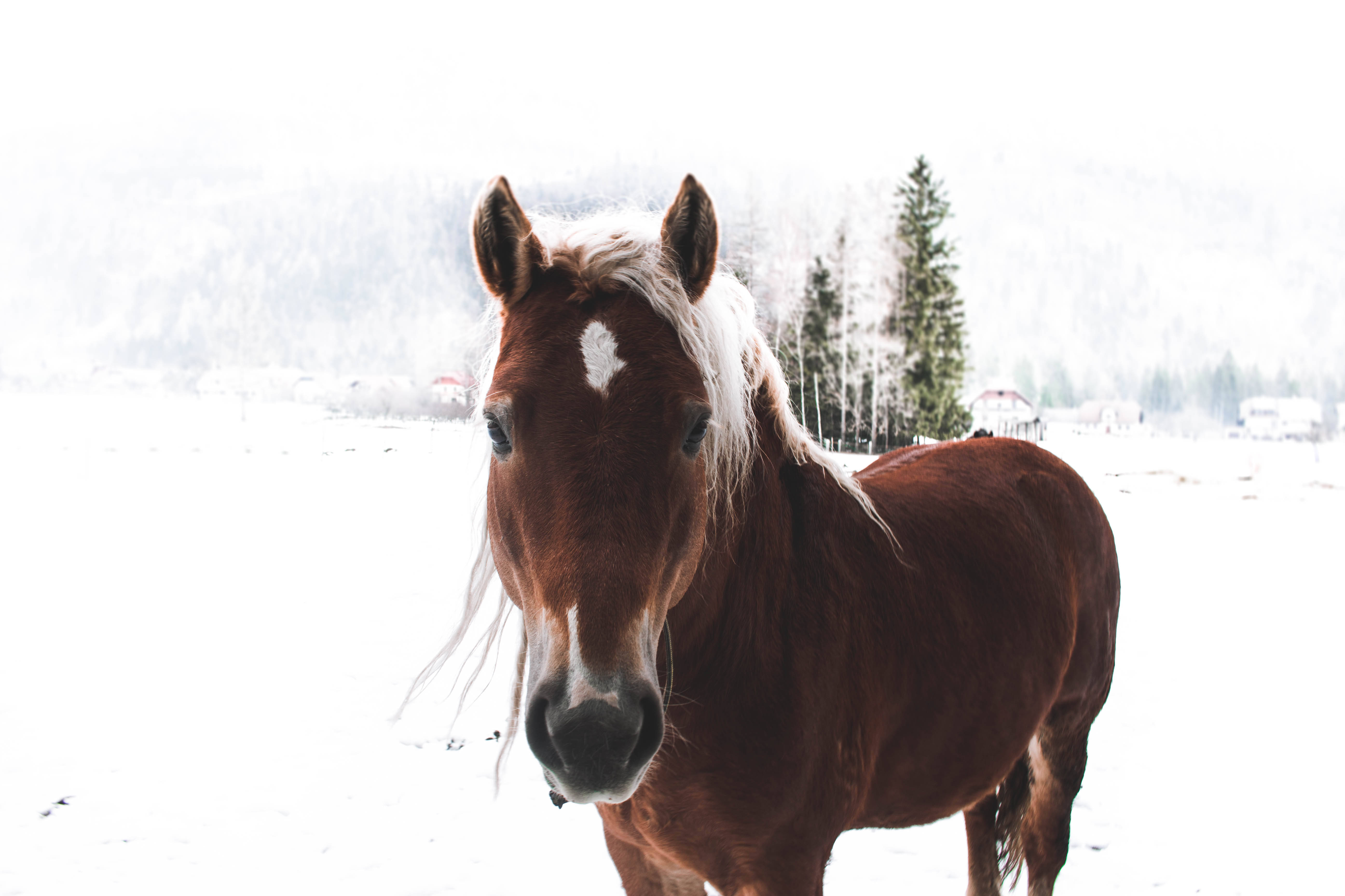 brown horse, chestnut horse, white mane, 5K Desktop Wallpaper