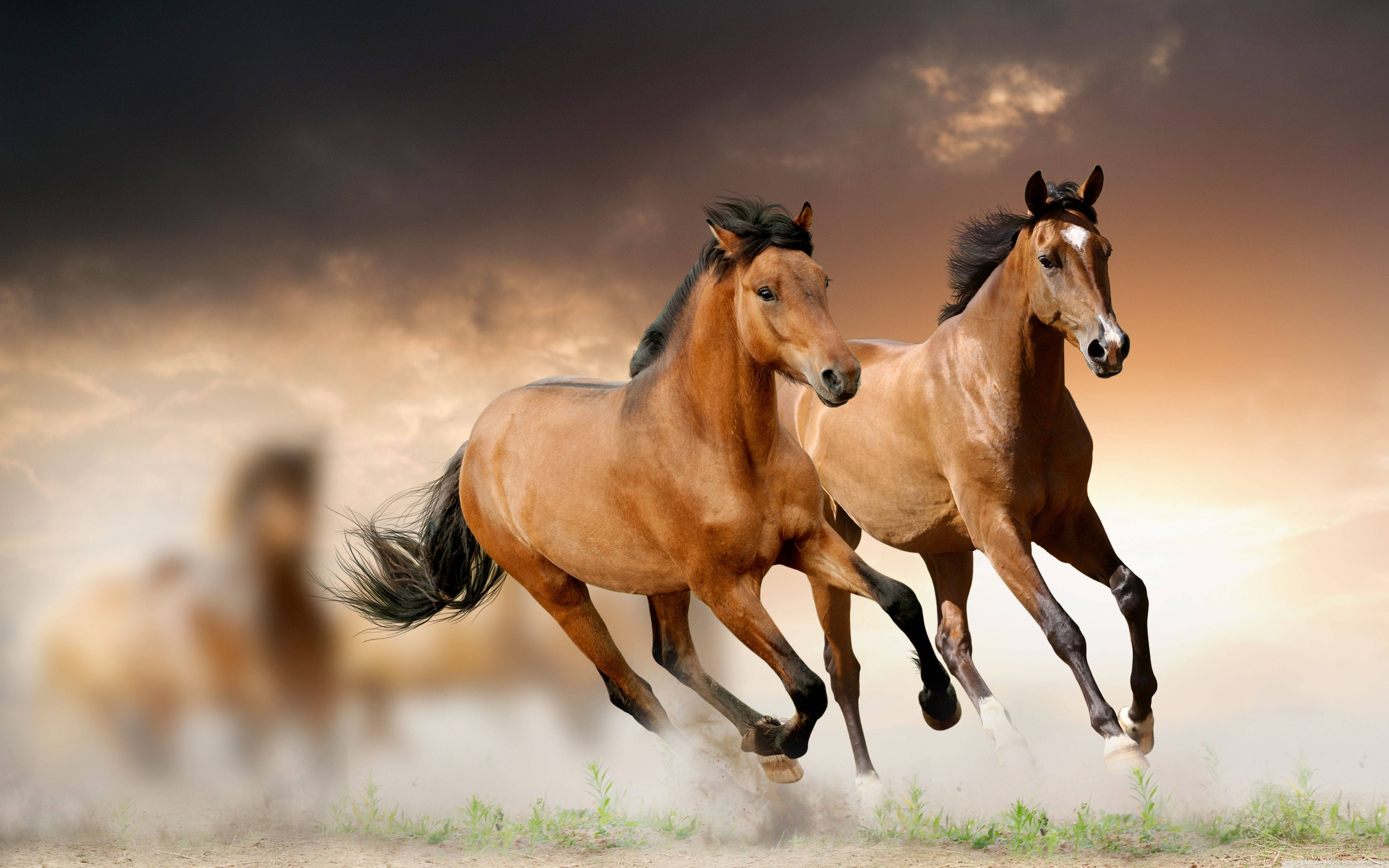 brown horses, galloping, sunset, 5K Desktop Wallpaper