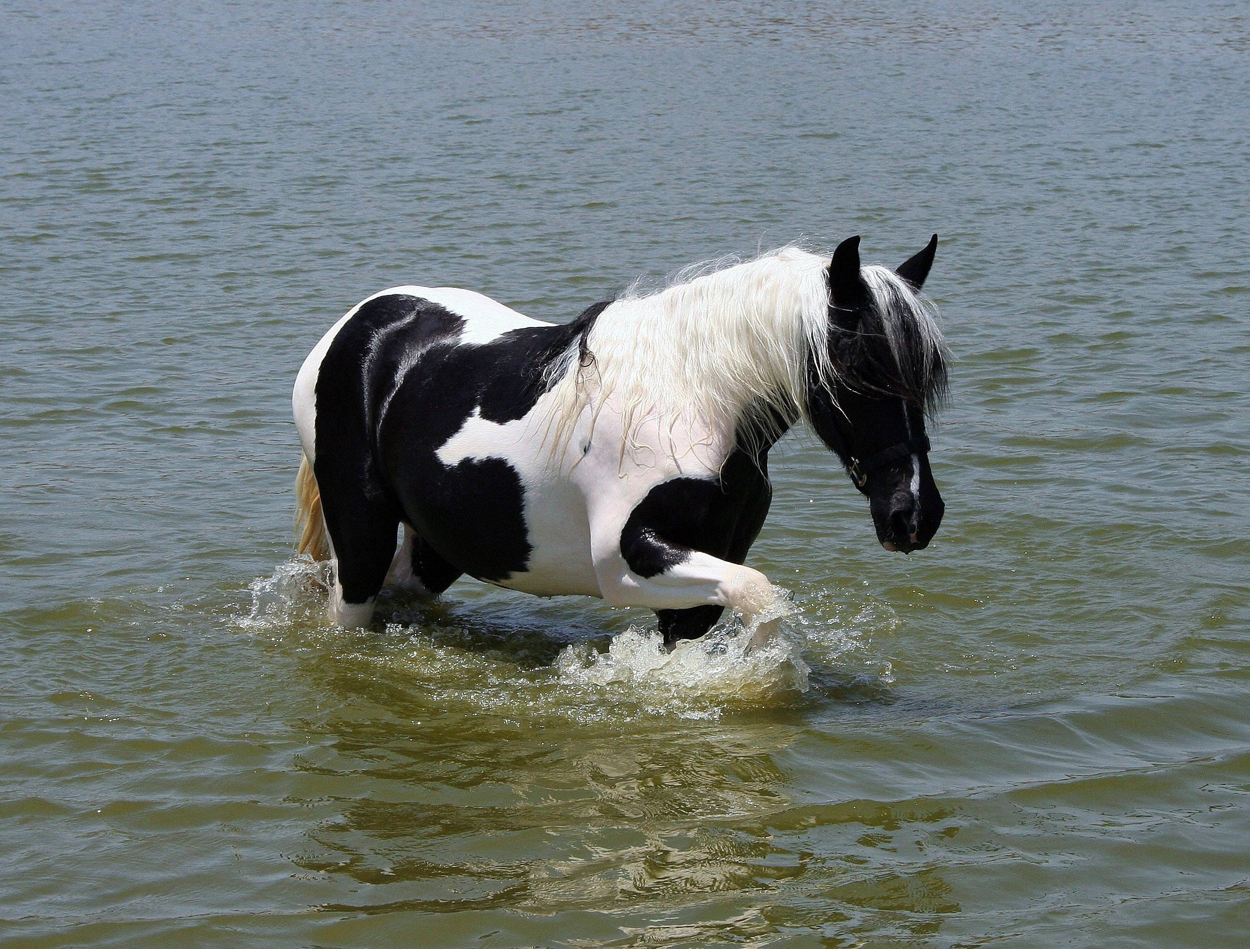 pinto horse, shallow water, bright daylight, Full HD Desktop Wallpaper