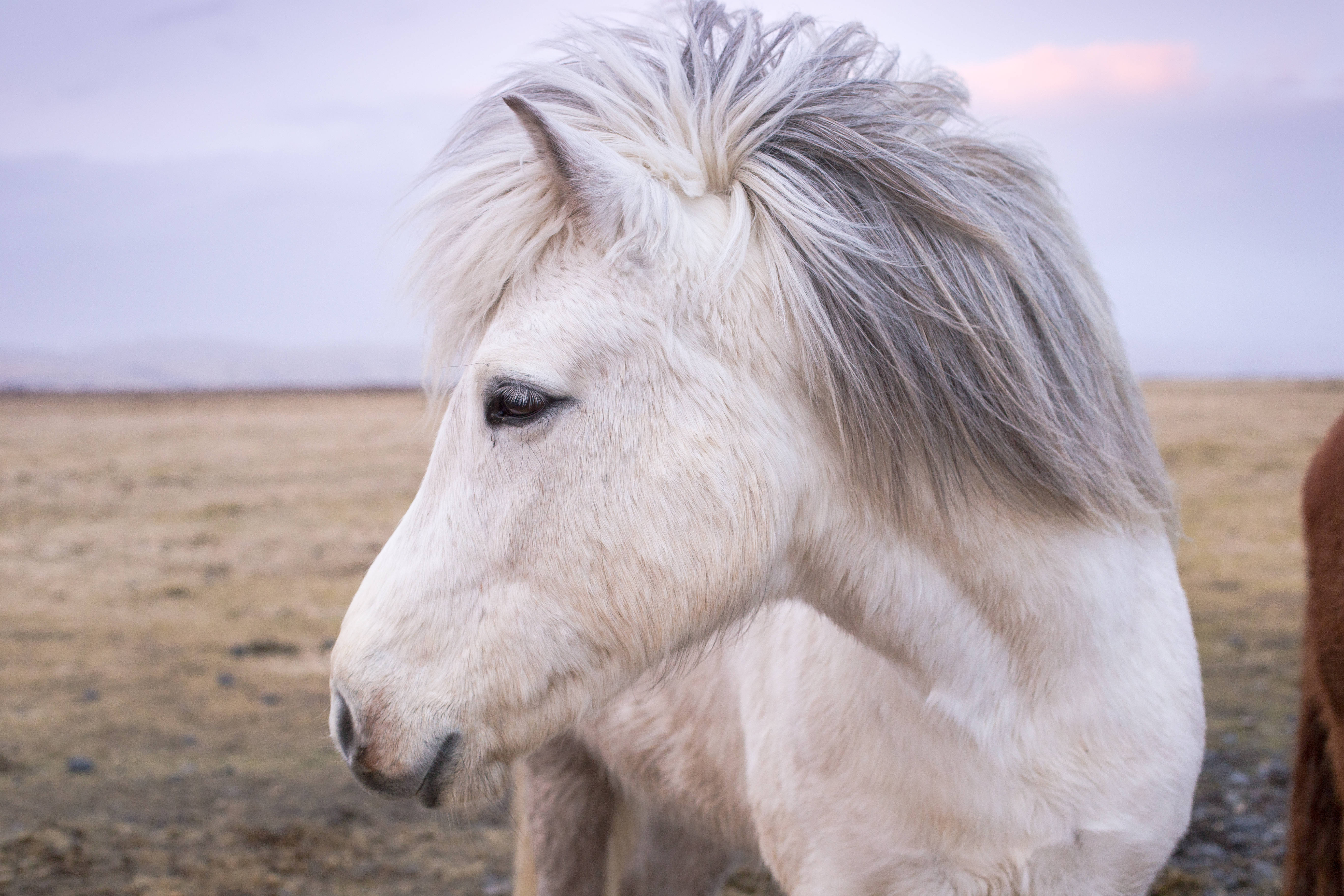 white Icelandic horse, shaggy mane, vast open field, 5K Desktop Wallpaper