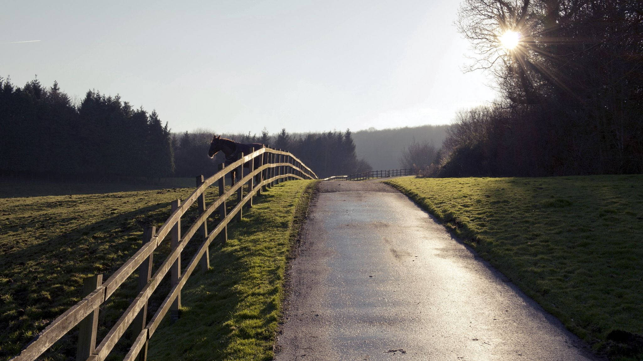 horse, wooden fence, rural road, Full HD Desktop Wallpaper