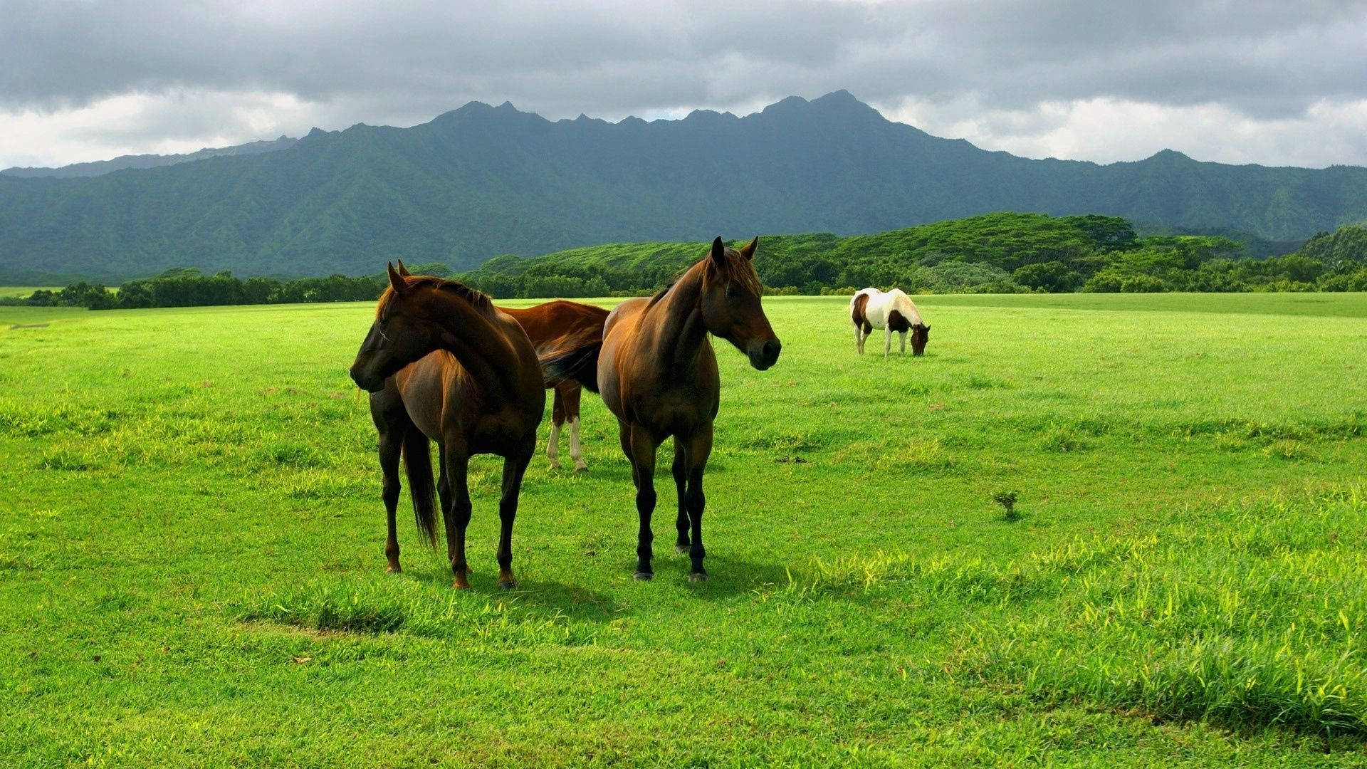 horses, prairie, lush green field, Full HD Desktop Wallpaper