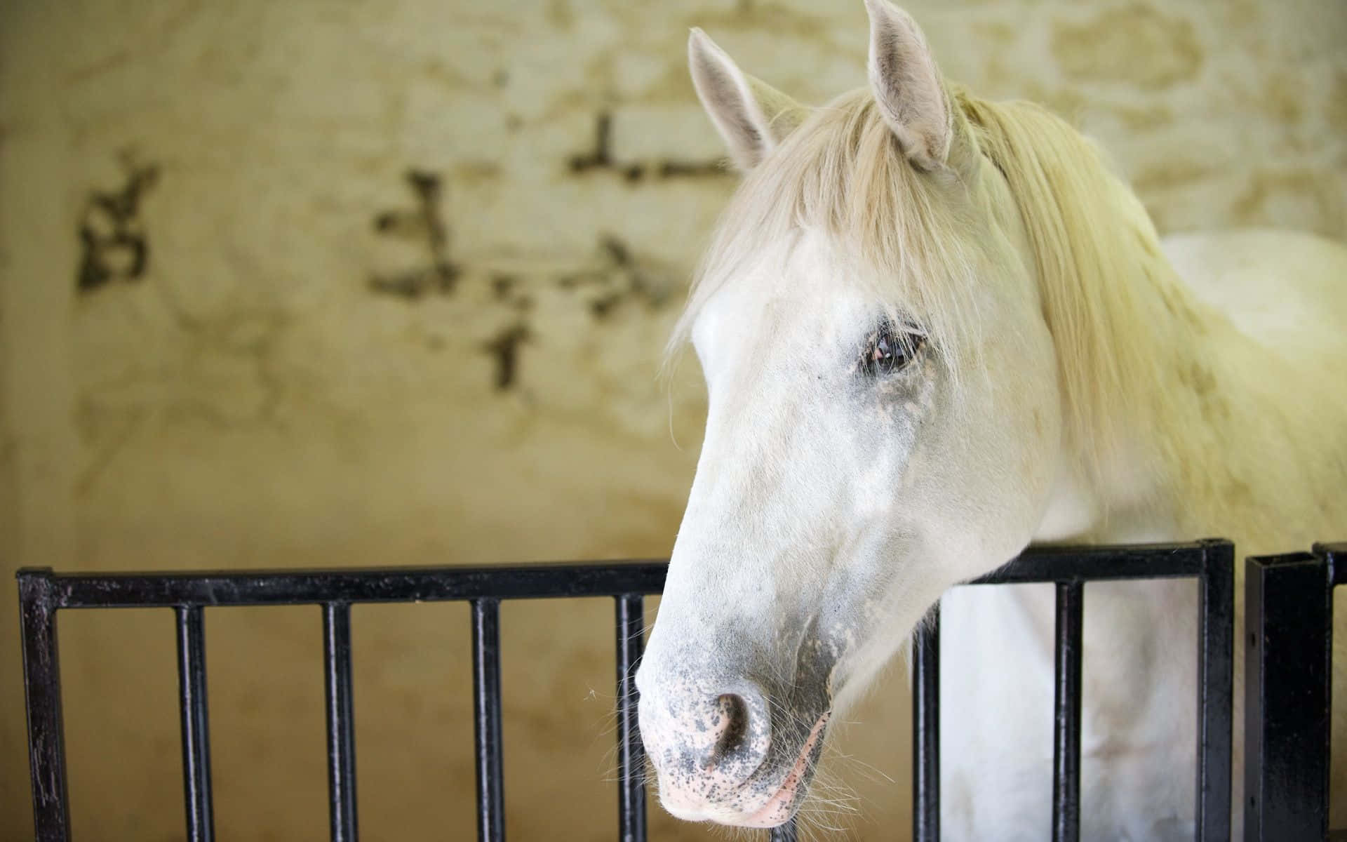 white horse, black metal fence, textured beige wall, Full HD Desktop Wallpaper