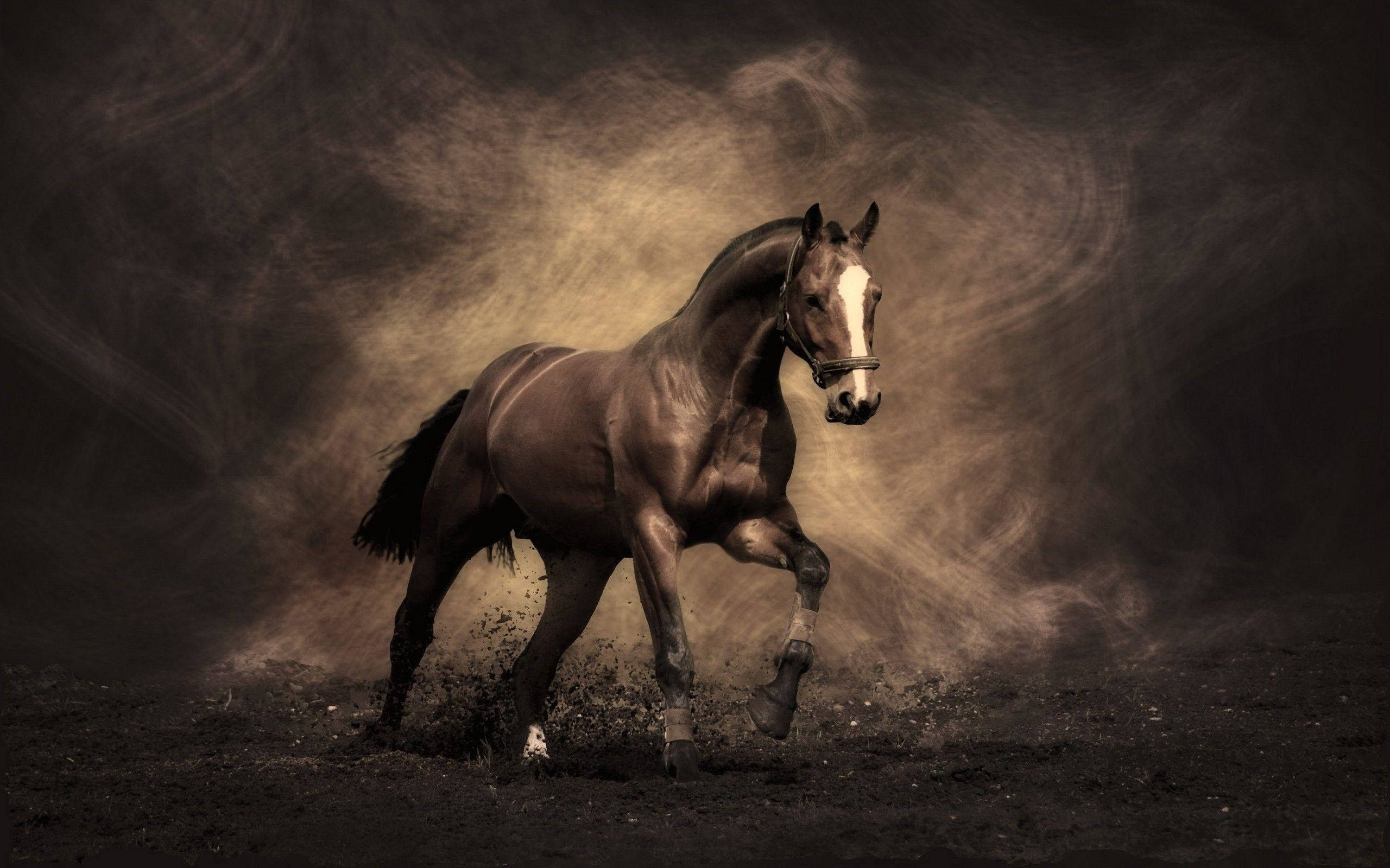Cute Horse Dark Graphic, brown horse, white blaze, 2K Desktop Wallpaper