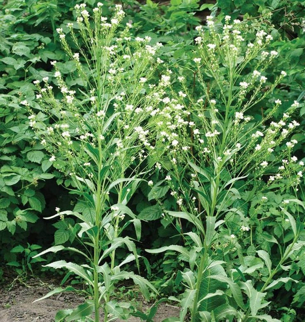 horseradish plant, white flowers, lush foliage, SD Phone Wallpaper
