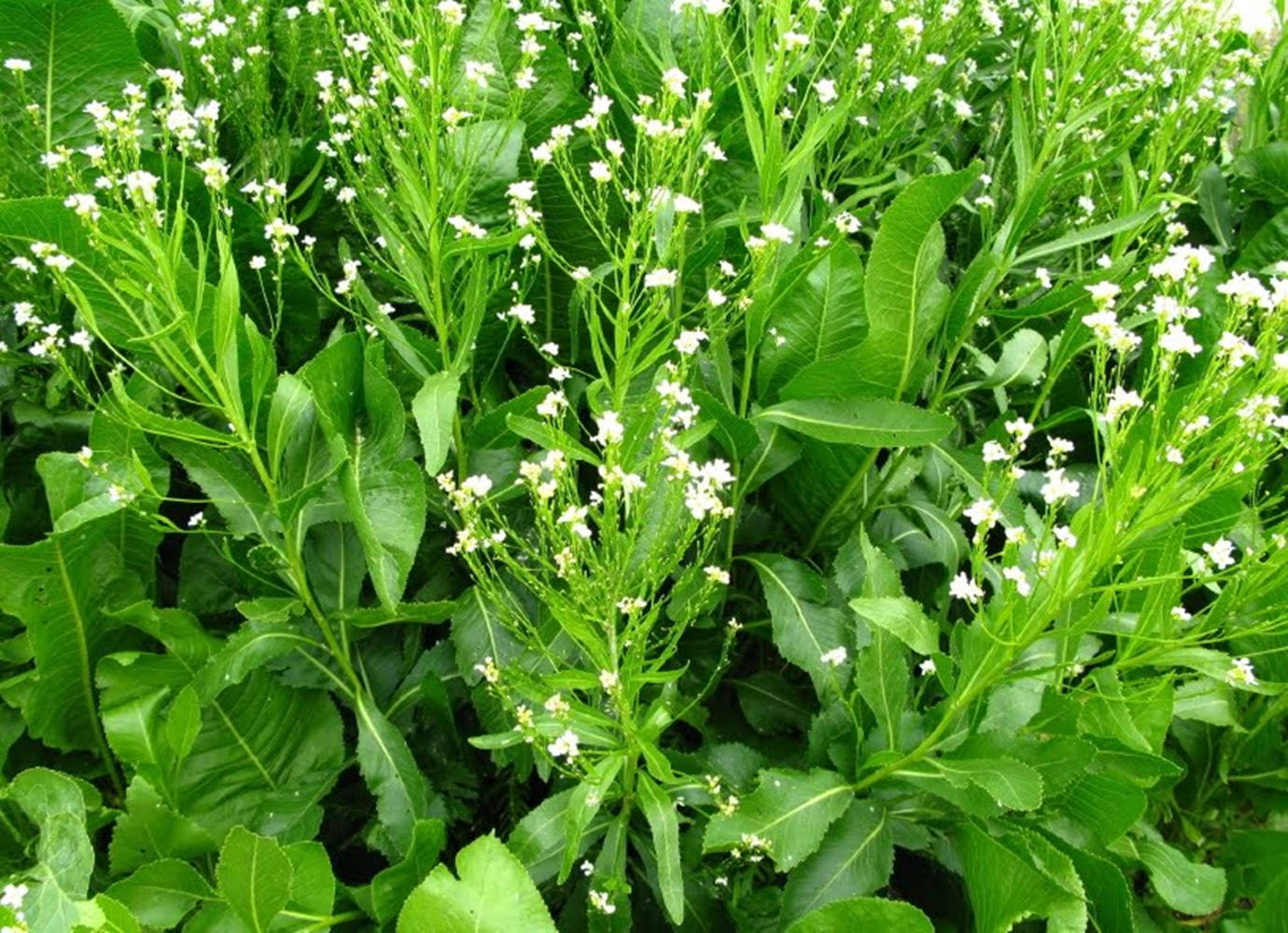 horseradish plant, lush green plants, delicate white flowers, HD Desktop Wallpaper