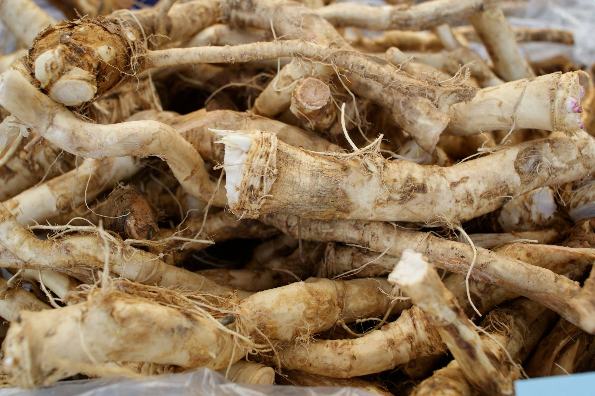 horseradish roots, pale beige, fibrous textures, Full HD Desktop Wallpaper